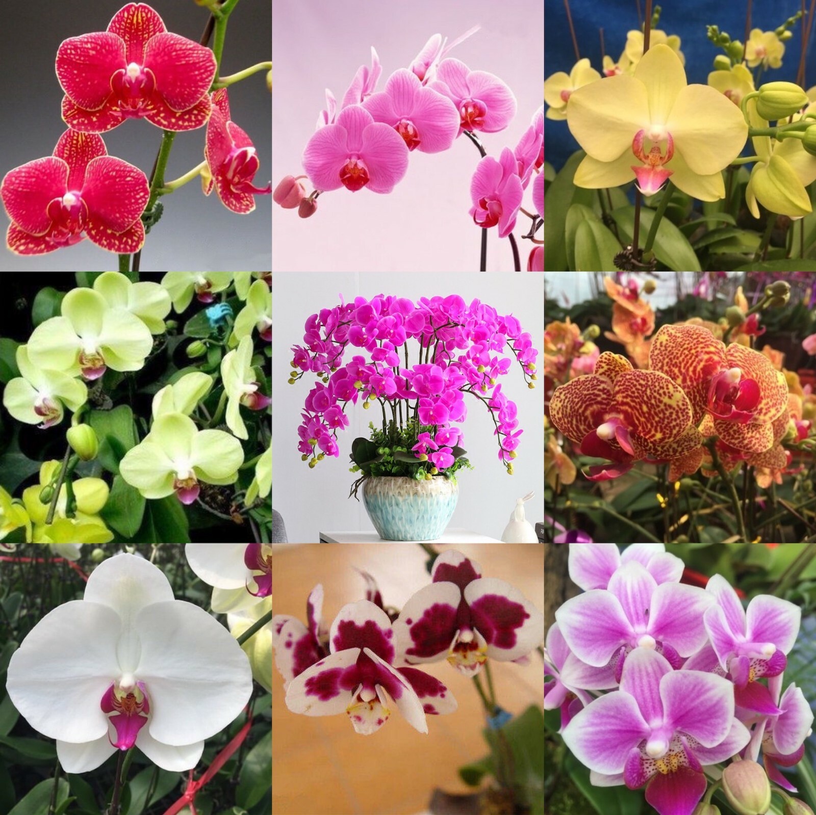 Phalaenopsis Moth Orchids Flower Seeds Multiple Color 100pcs/pack