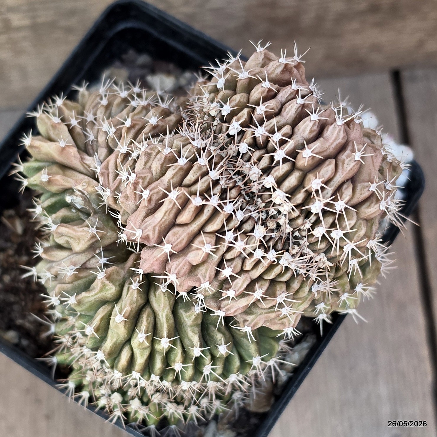 A7893 GYMNOCALYCIUM MIHANOVICHII CRESTED pot12-H11-W12,5 cm MaMa Cactus