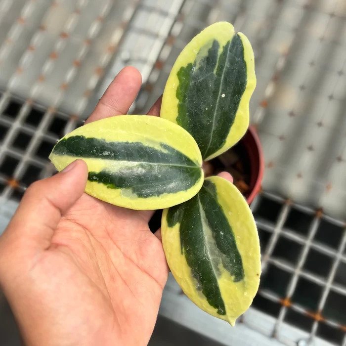 Real Pict Hoya Latifolia Albomarginata Round Leaf Rare Plant