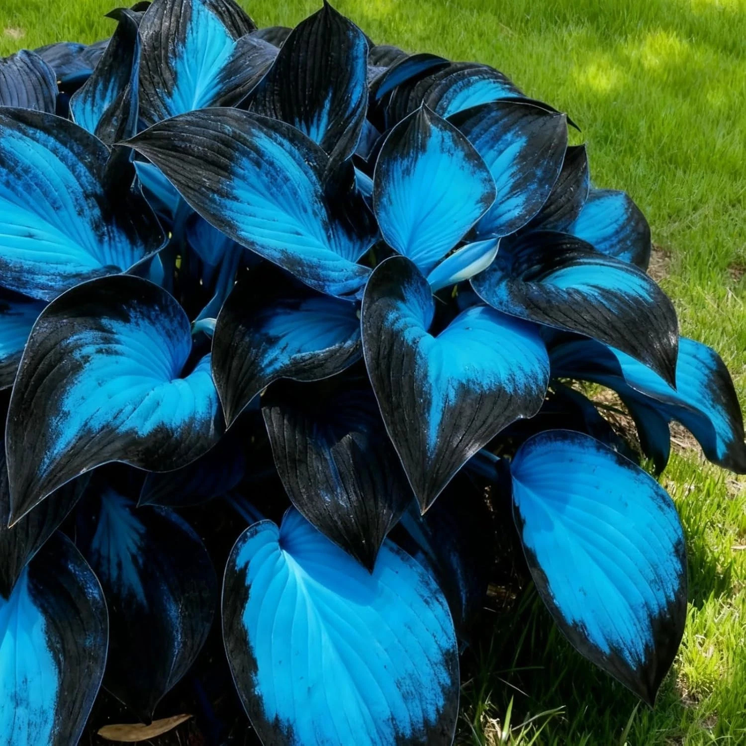 Hosta Seeds, 200+ Blue Purple Red Hosta Seeds, Multi-Use Landscaping, Perennial.