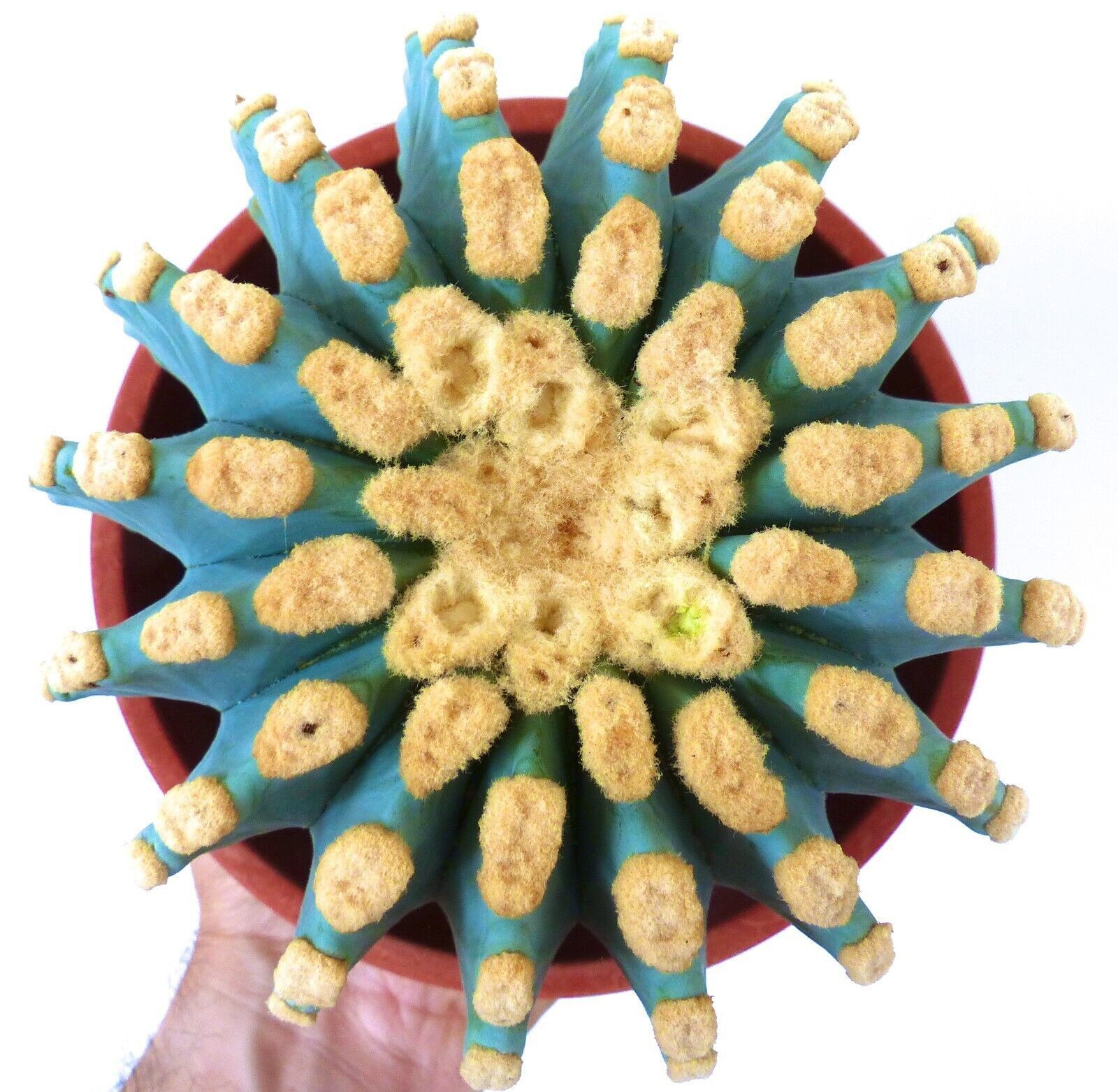 Ferocactus glaucescens cv URASAKI WW20 – Blue barrel cactus | Glaucous barrel ca