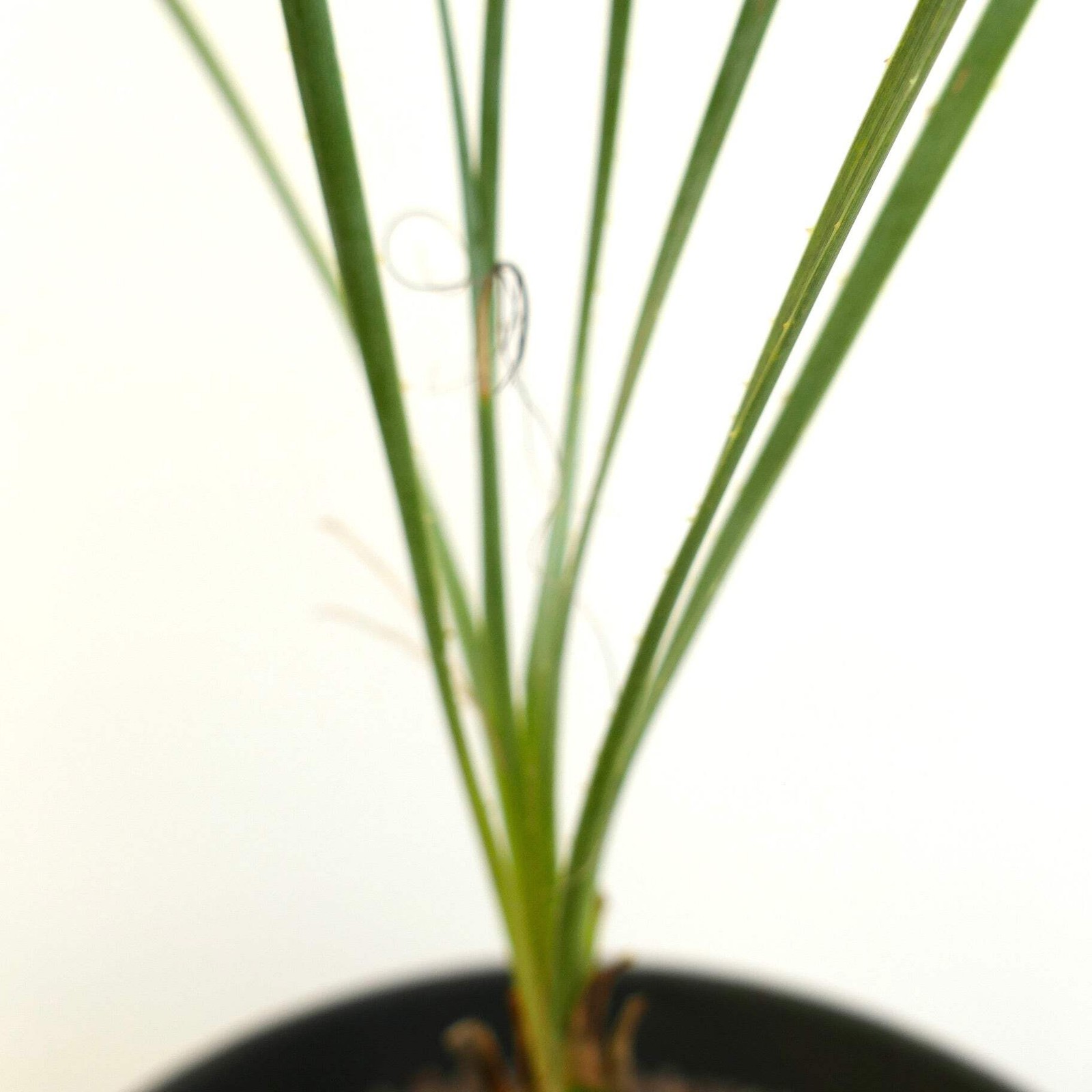 Dasylirion acrotrichum – Green desert spoon | Sotol