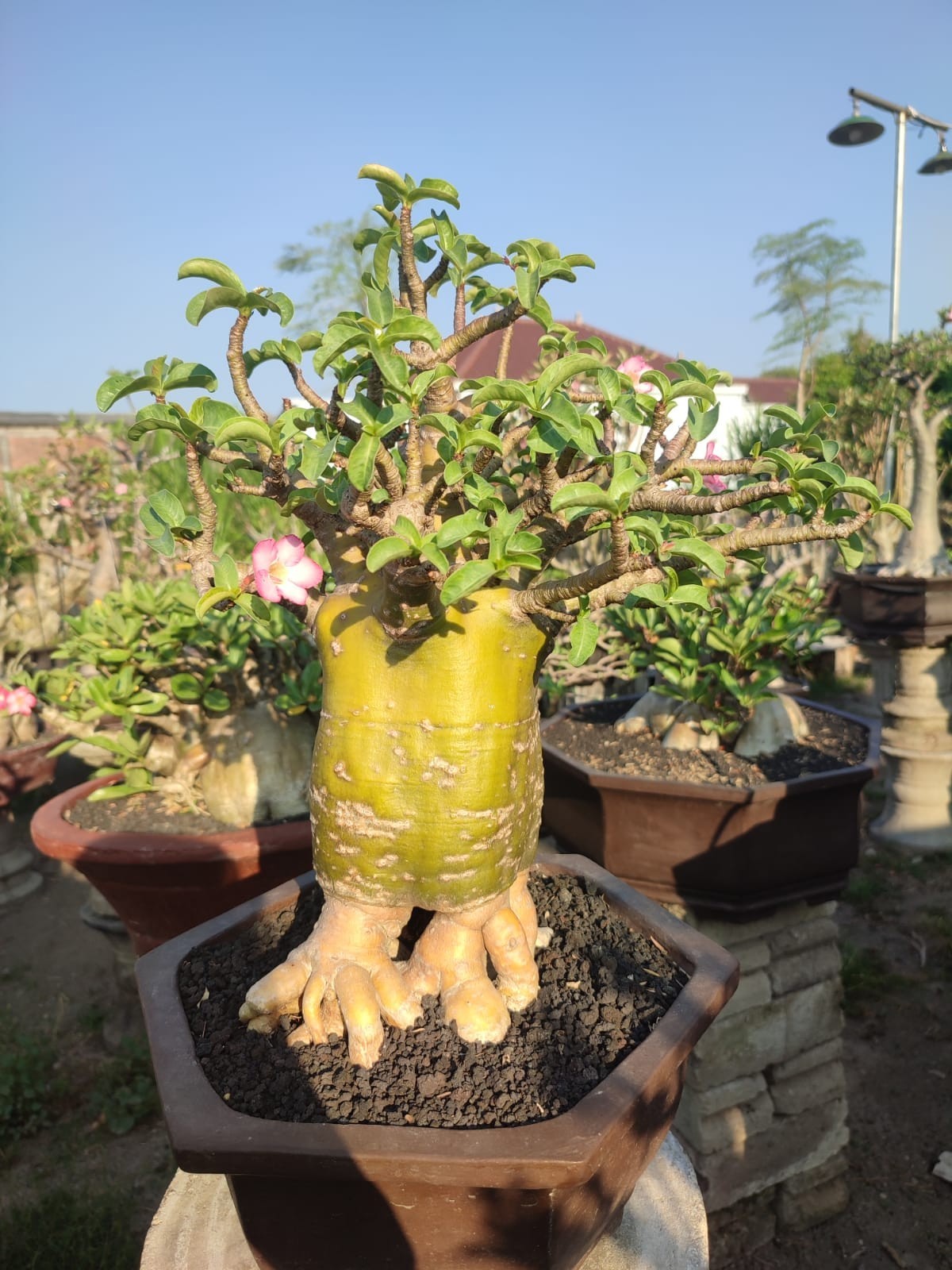 Adenium bonsai Long Coudex golden roots desert rose