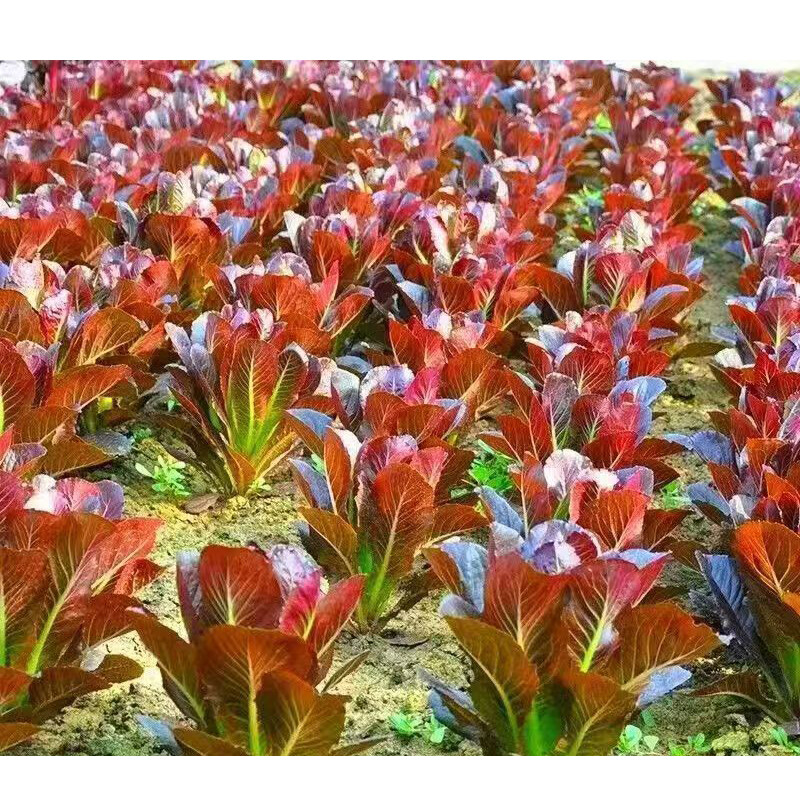 2000 RED ROMAINE LETTUCE SEEDS – HEIRLOOM – ORGANIC – NON GMO Fresh seeds