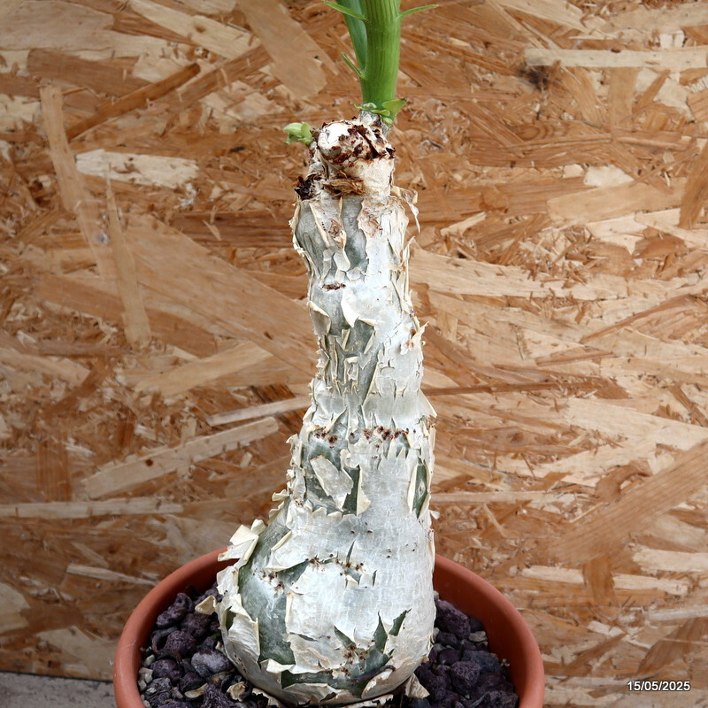 D1723 CYPHOSTEMMA CISSUS JUTTAE pot25-H32-W13 cm MaMa Cactus
