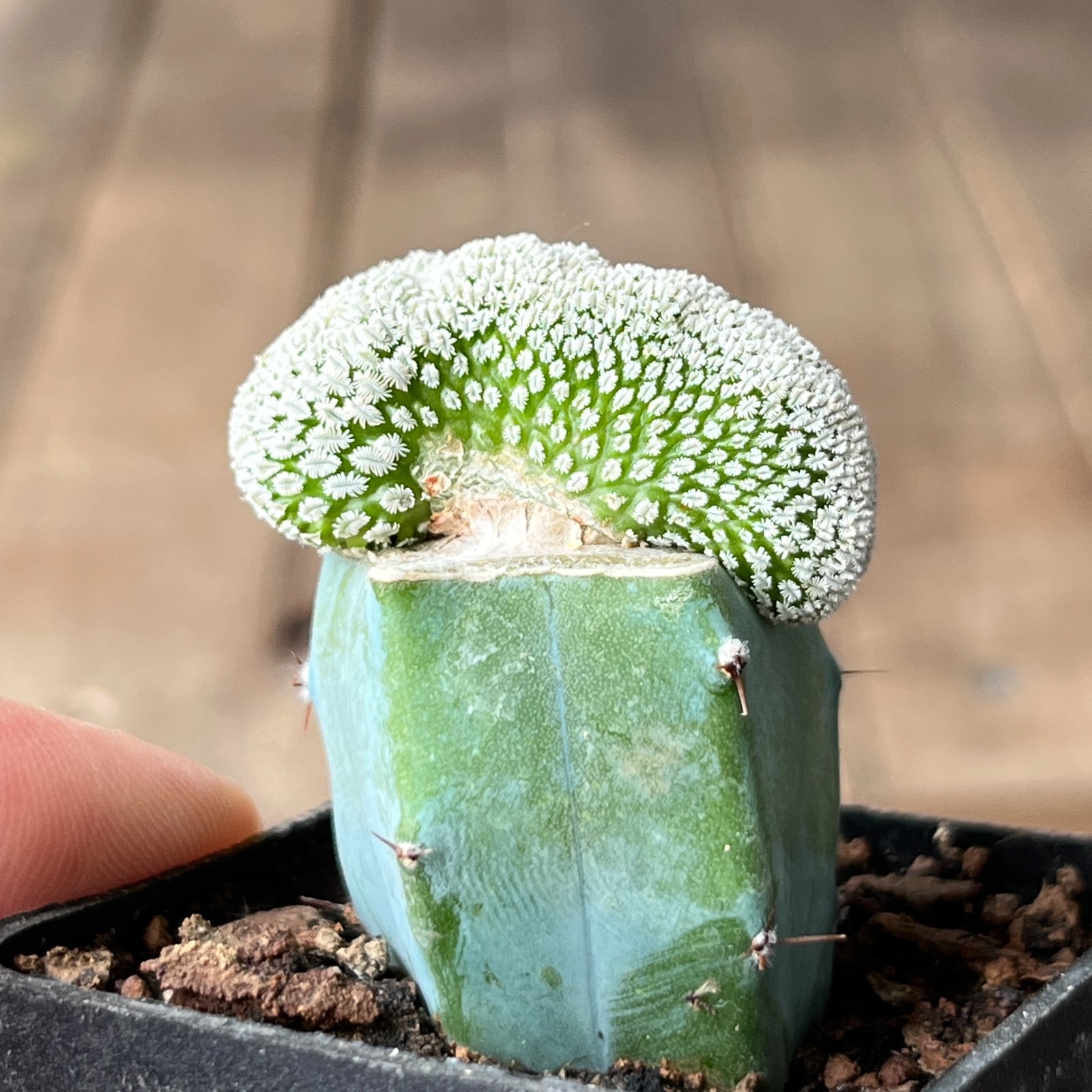 A30-1365 Mammillaria aselliformis f. cristata, grafted