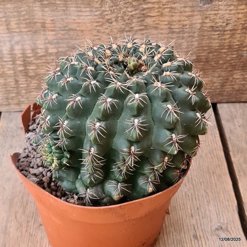 D5909 GYMNOCALYCIUM BALDIANUM OLD pot14-H11-W13 cm MaMa Cactus