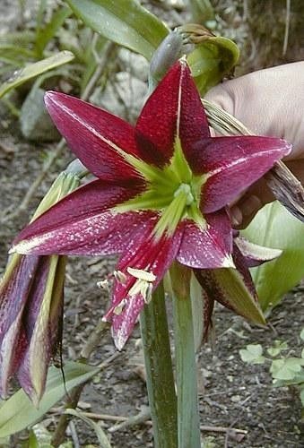 Hippeastrum machupijchense 3 cm – rare species