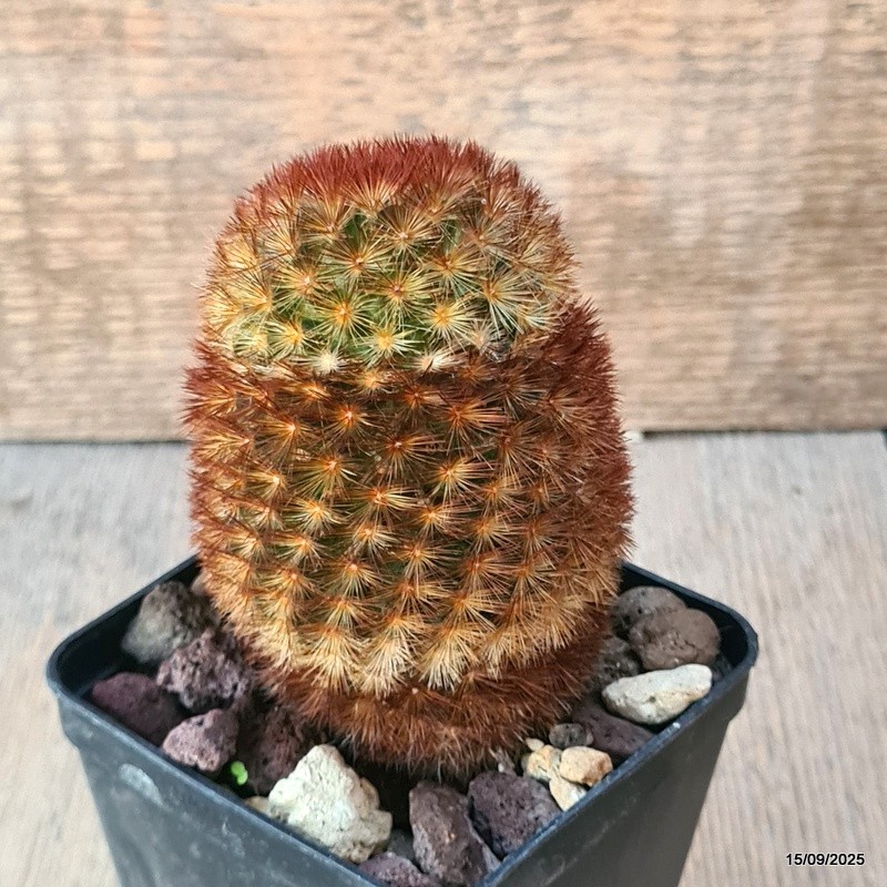 D6420 MAMMILLARIA CARMENAE pot8-H9-W7 cm MaMa Cactus