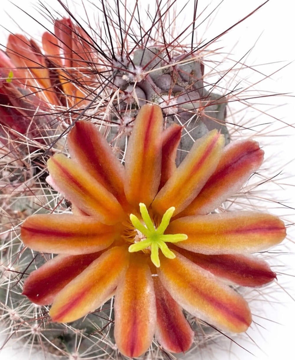Echinocereus mapimiensis SEEDS – Rare Cactus SEEDS