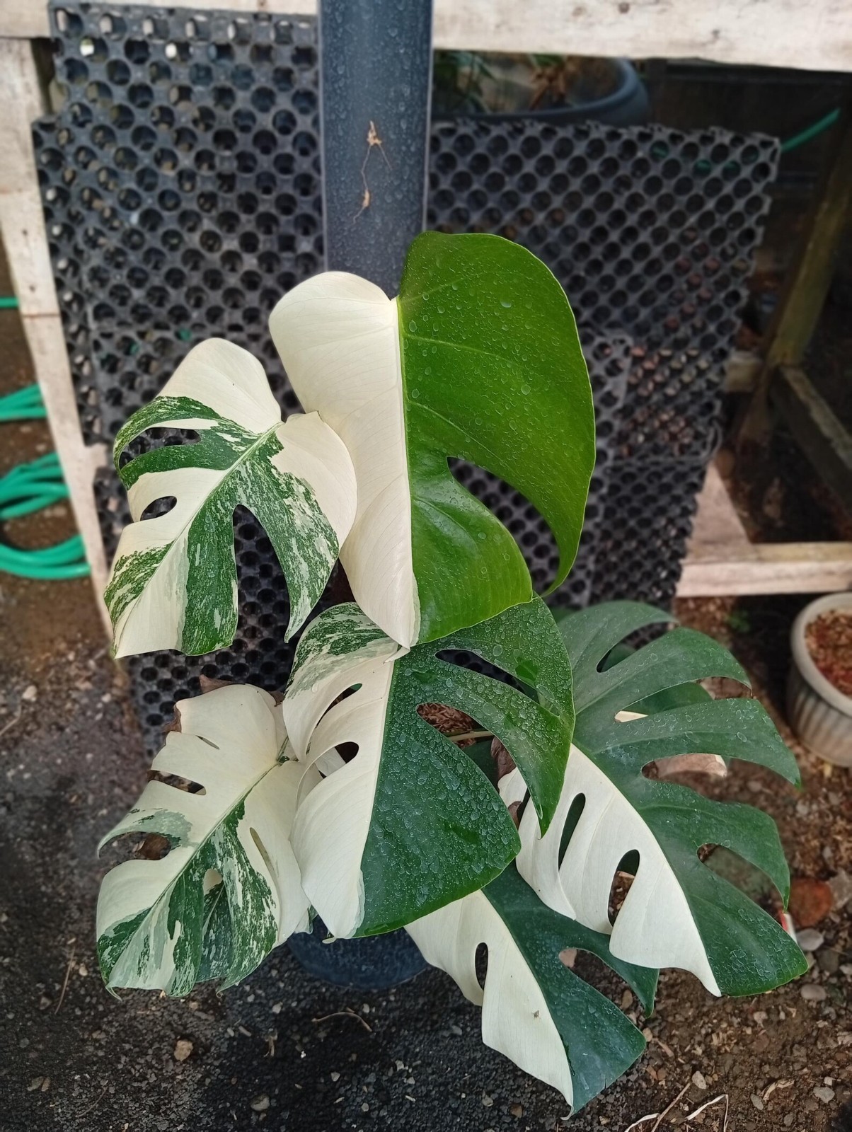 Real Picture Monstera Halfmoon x White Tiger Variegated 7 Leaves Large Size