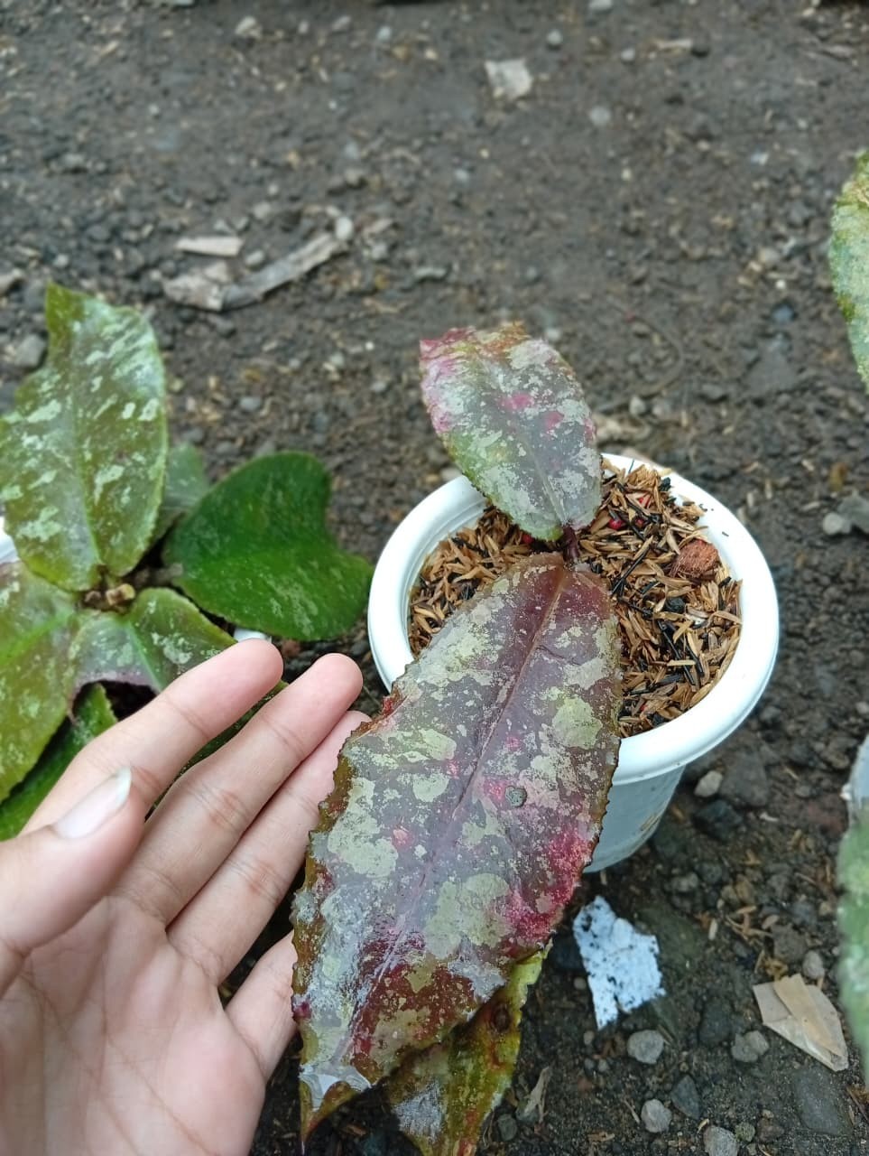 Real Picture Hoya Undulata Red Splash