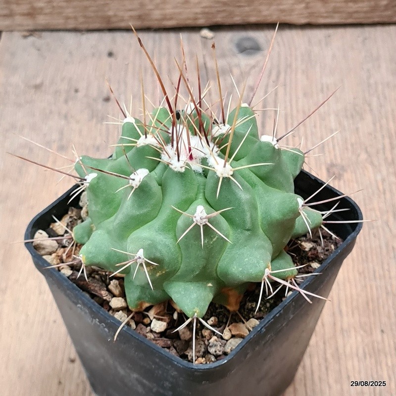 D6293 THELOCACTUS MATUDAE pot8-H6-W9 cm MaMa Cactus