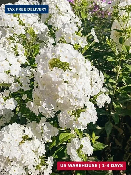 Mix Phlox Seeds, 1100+ Creeping Phlox Flower Non GMO Heirloom Seeds, Mixed Peren