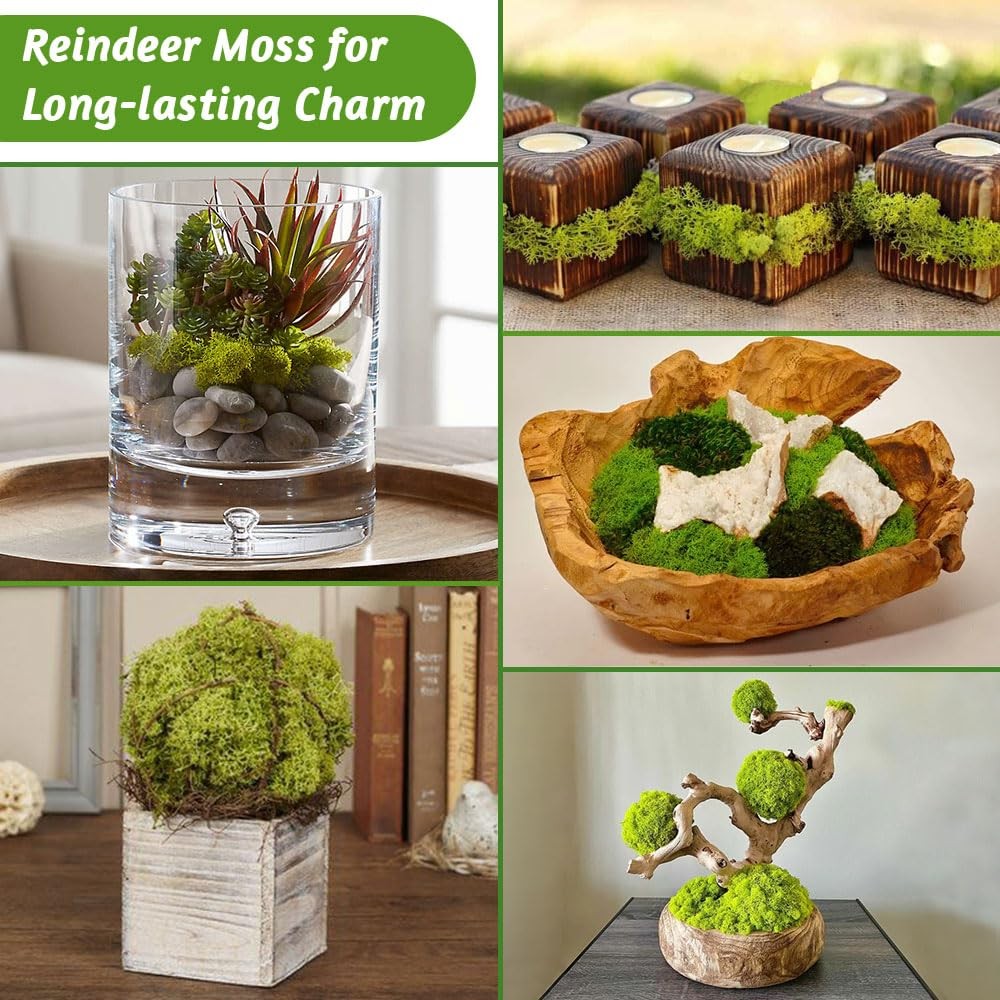 Preserved Reindeer Moss Set, 14 oz, Green, Dark Green, Chartreuse and White C…
