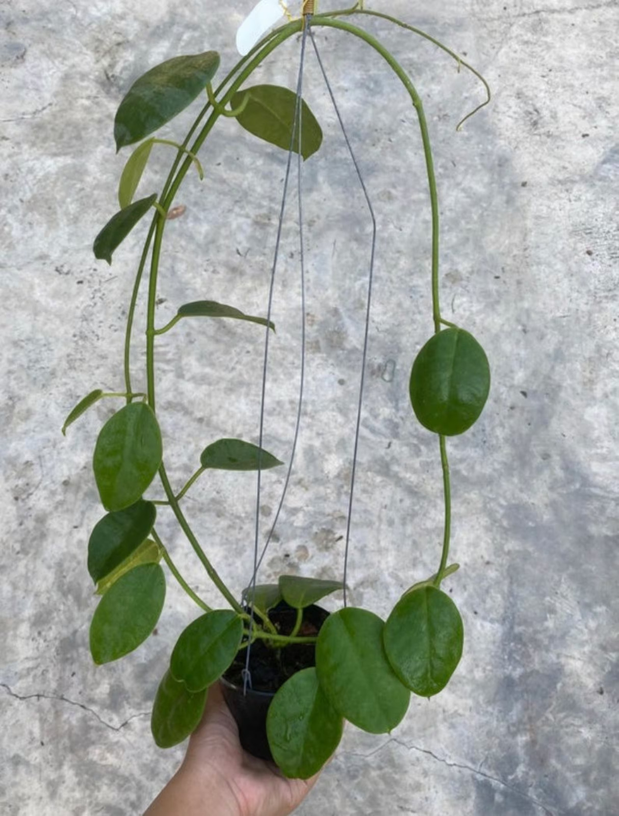 Real Pict Hoya Lauterbachii Sp Papua Rare Plant