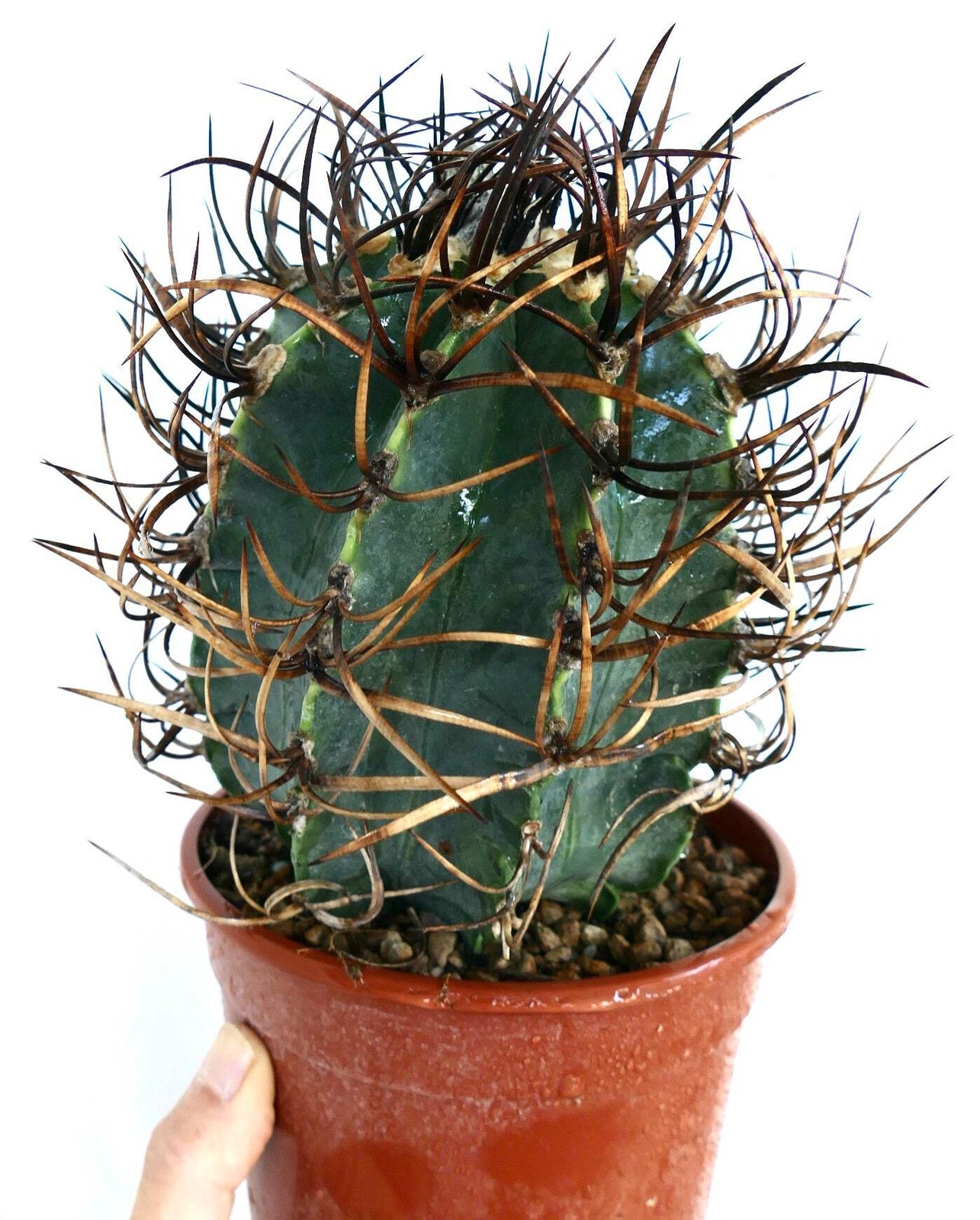 Astrophytum capricorne cv BUFFALO ‘TAIHO-GYOKU’ – Goat’s horn cactus | Star cact
