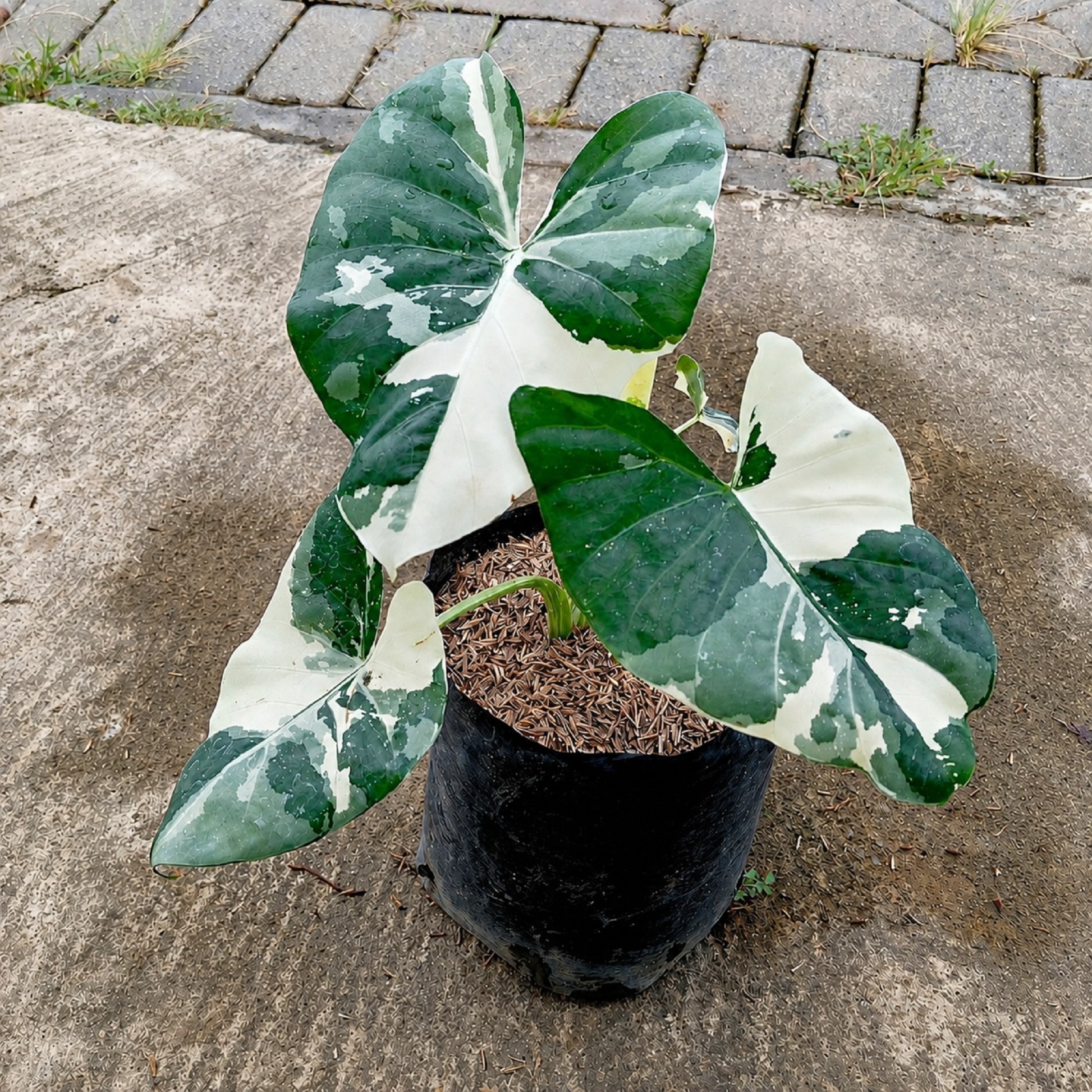 Alocasia Macrorrhiza Variegated Rare Tropical Plant Collector Aroid Rooted Plant