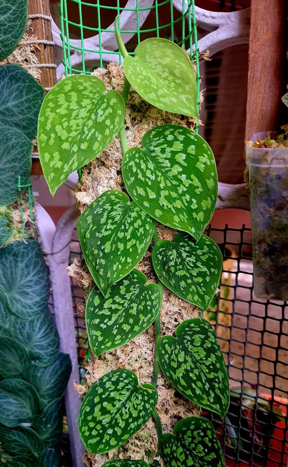 Scindapsus Snake Scale, Rare Variegated, Real Picture, Aroid Houseplant