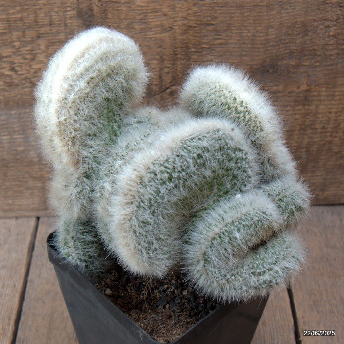 D6539 CLEISTOCACTUS STRAUSII CRESTED pot12-H18-W19 cm MaMa Cactus