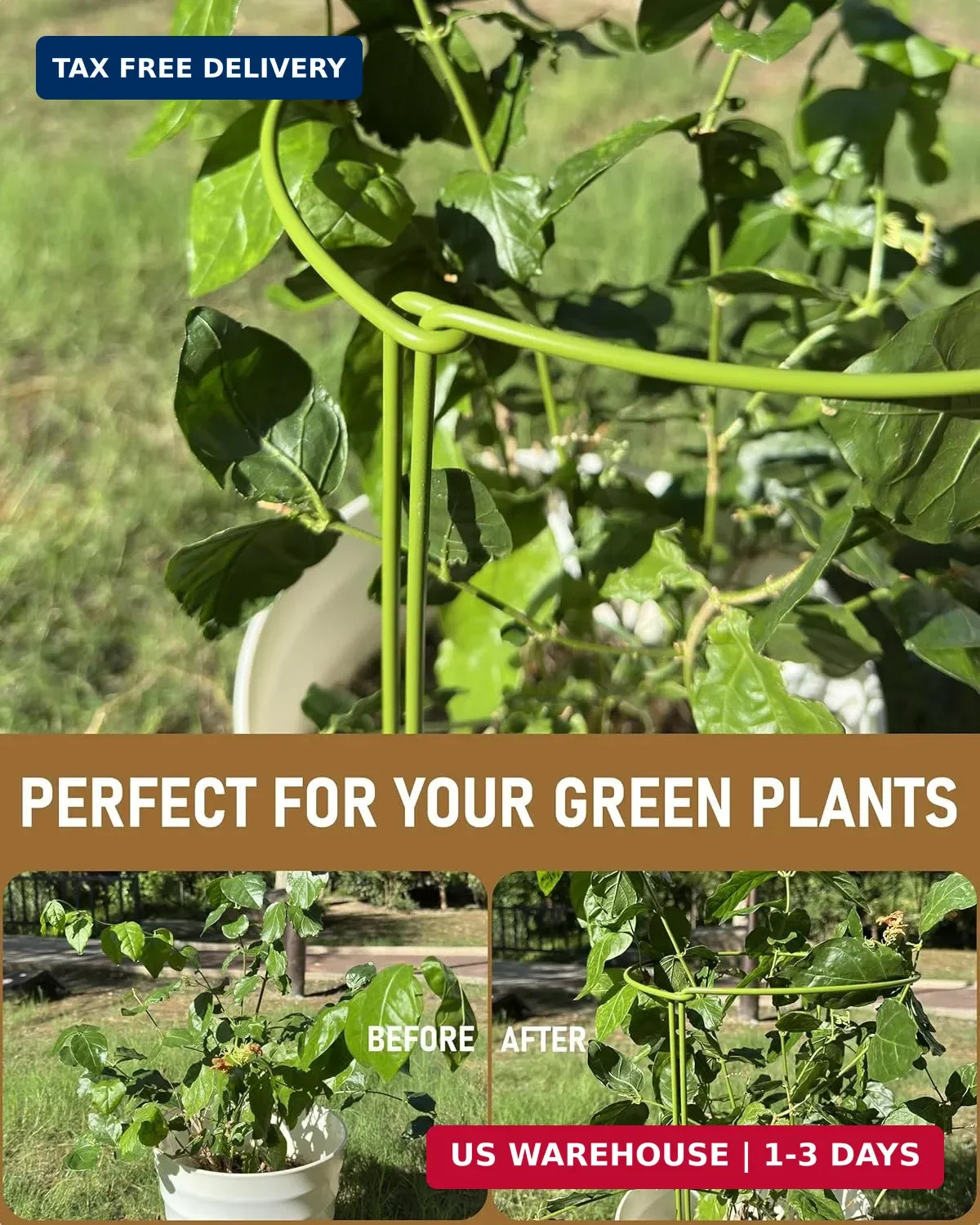 6-Packy Plant Support Stakes, Steel Stakes for Indoor Plants, Monstera & Peony S