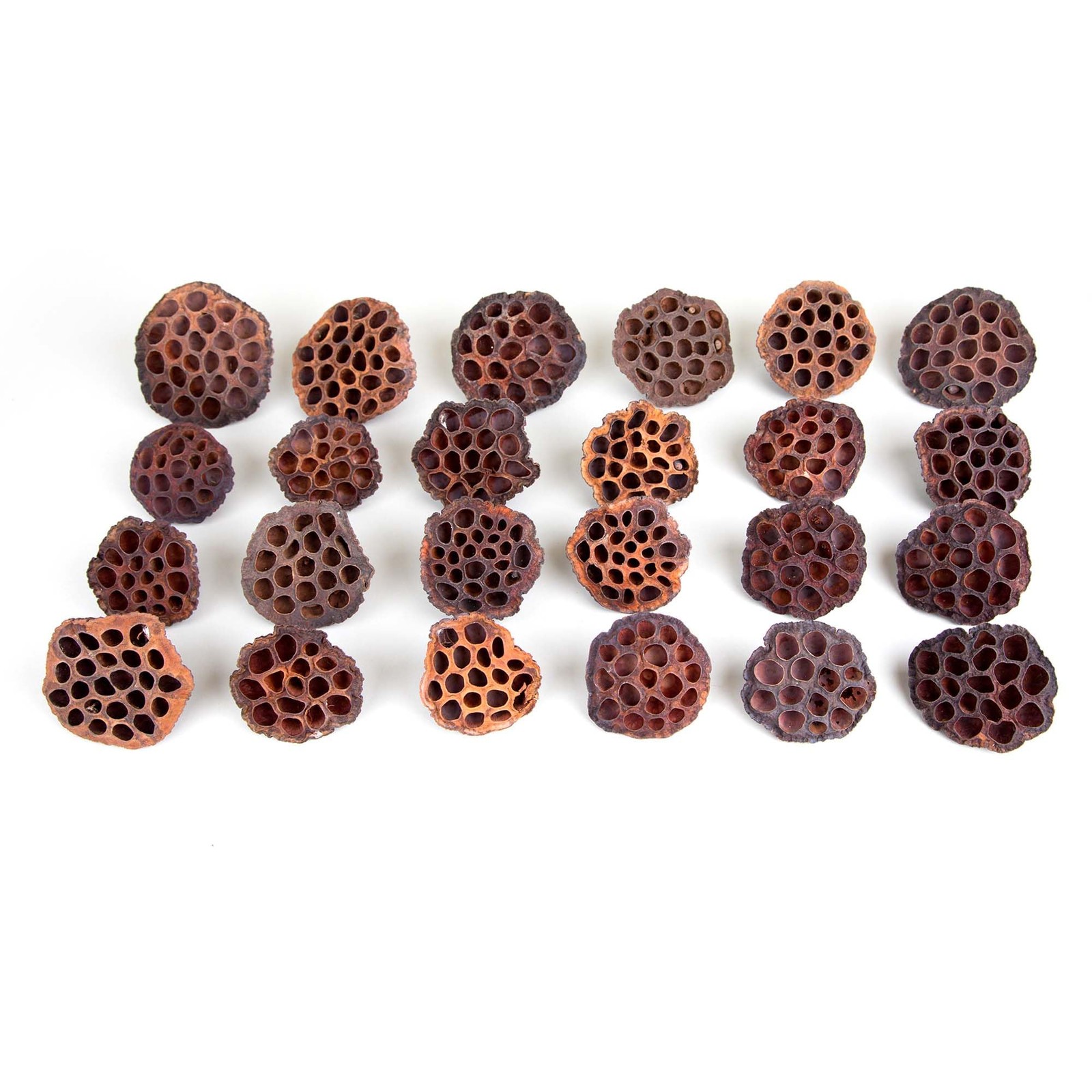 Dried Lotus Pods Pack of 25 Pods for Floral Arrangement and Home Decor,Natura…