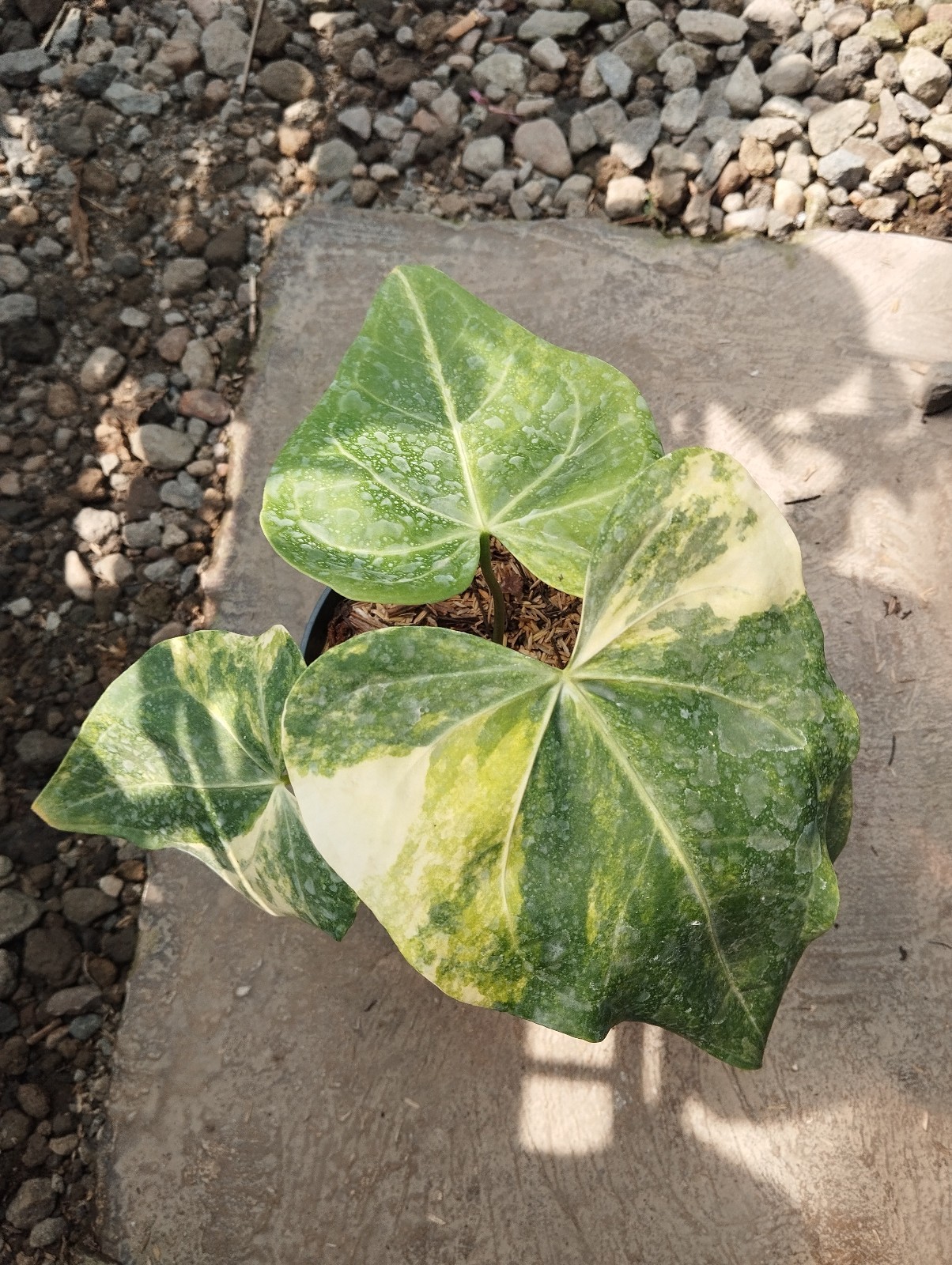Anthurium Clarinervium 4 Leave Real Picture