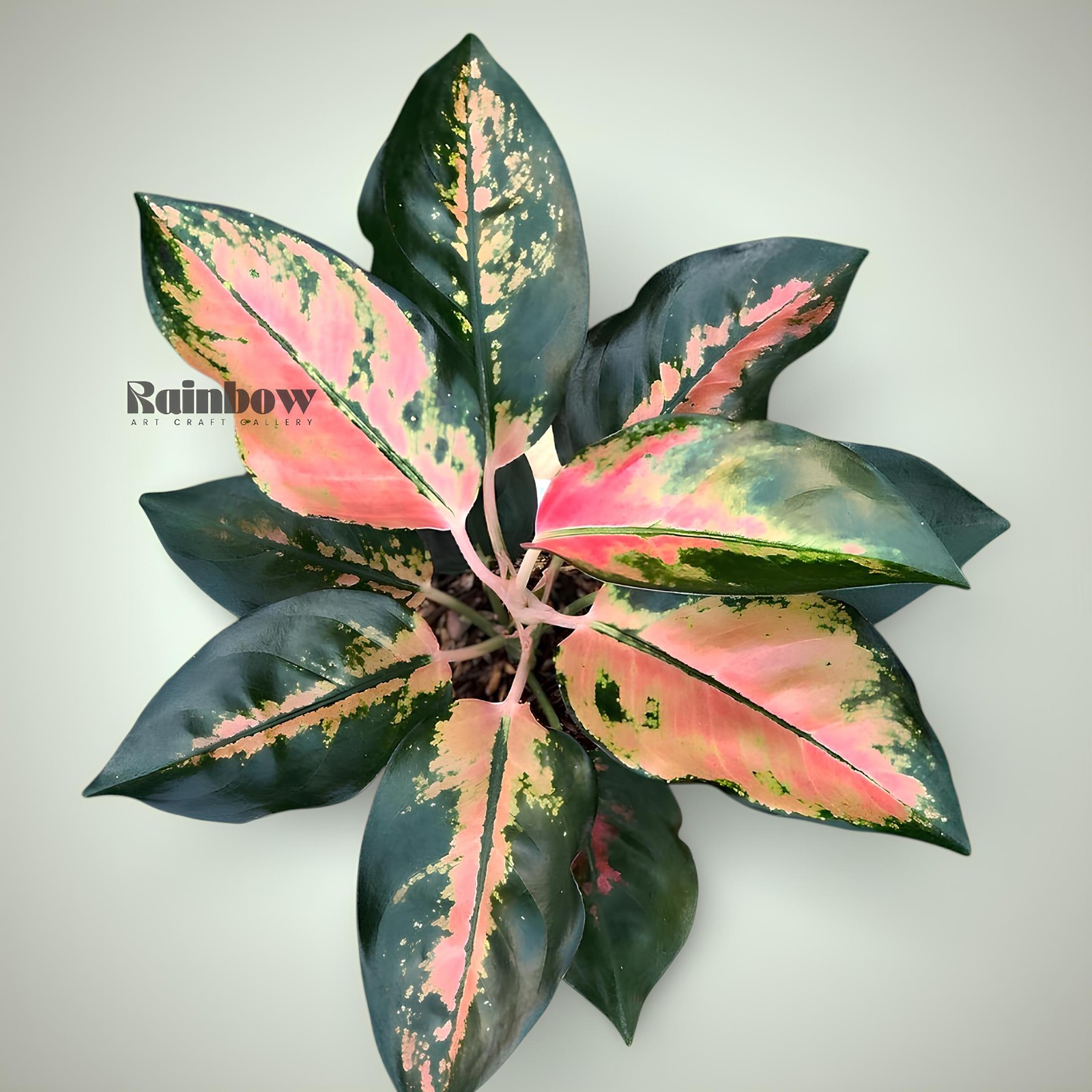 Aglaonema Kochin Tembaga Ornamental Plant