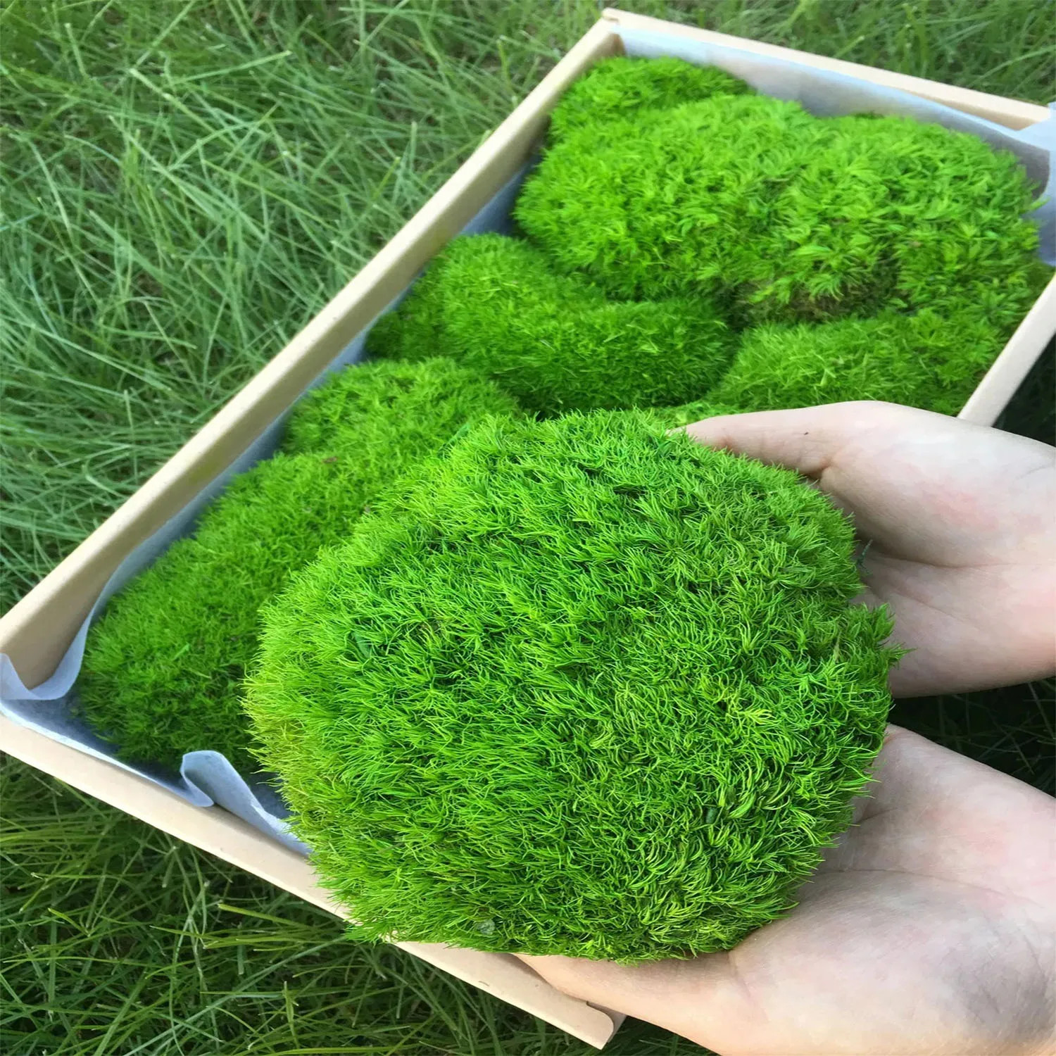 20g/200g Natural Green Colored Moss Simulation Plants Eternal Life Moss Garden H