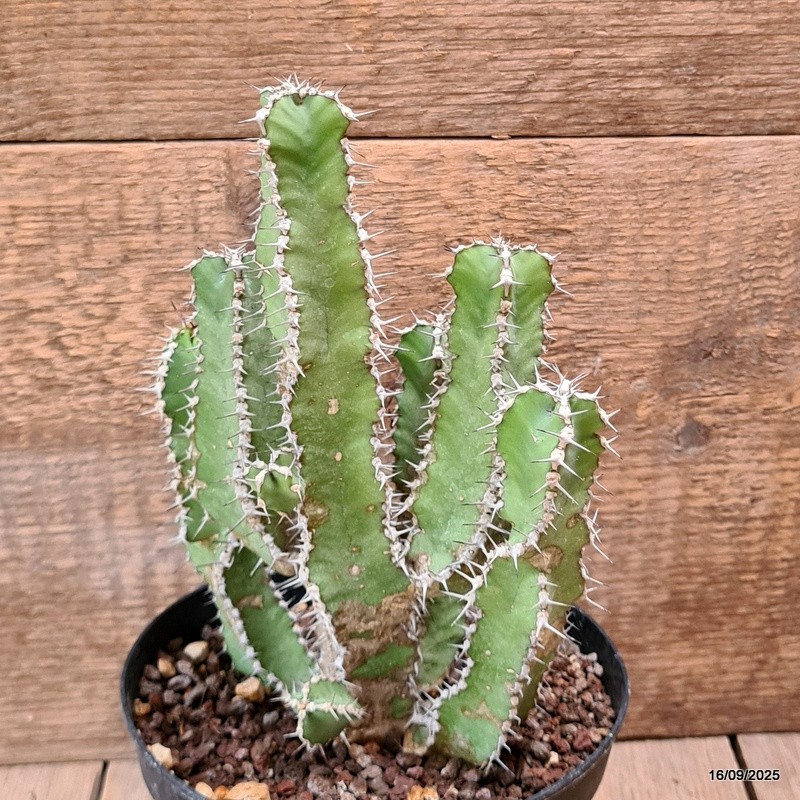 D6468 EUPHORBIA POLYACANTHA pot14-H20-W16 cm MaMa Cactus