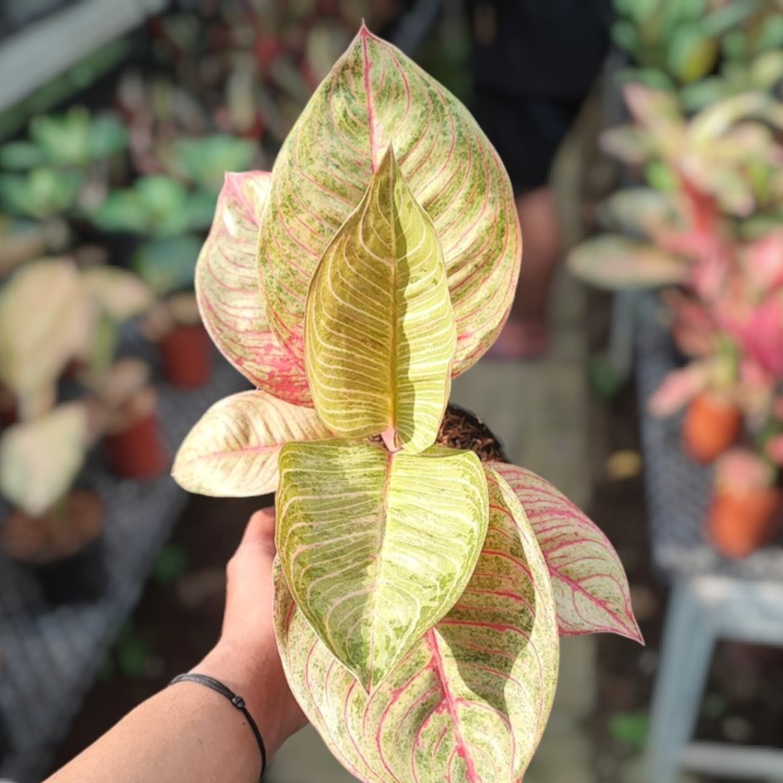 Aglaonema Dewi Hughes Ornamental Plant