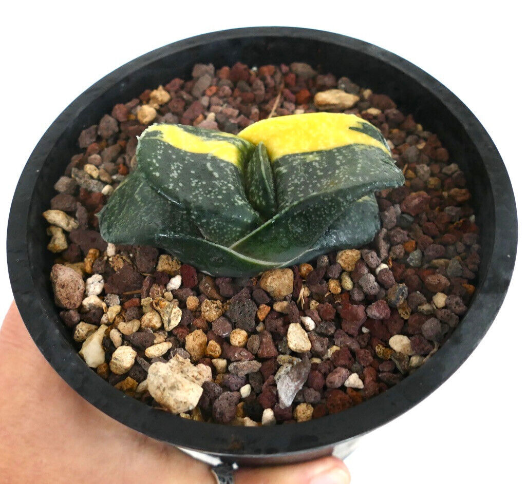 Gasteria armstrongii cv RIO GRANDE –