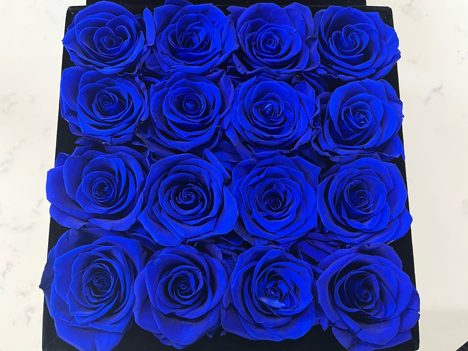 Rose Forever Blue Roses in Black Velvet Box 16 Preserved Roses