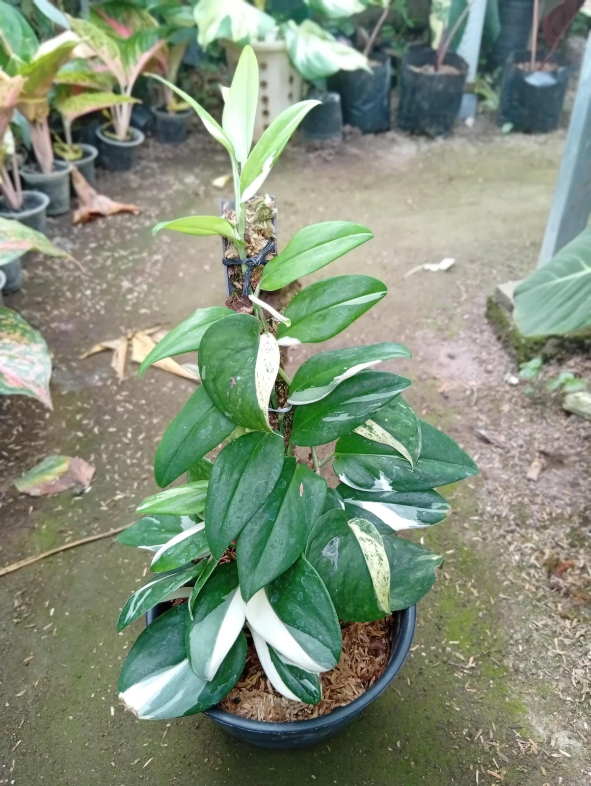 Real Picture Scindapsus Hederaceus Blue Albo Variegated Rare Plant