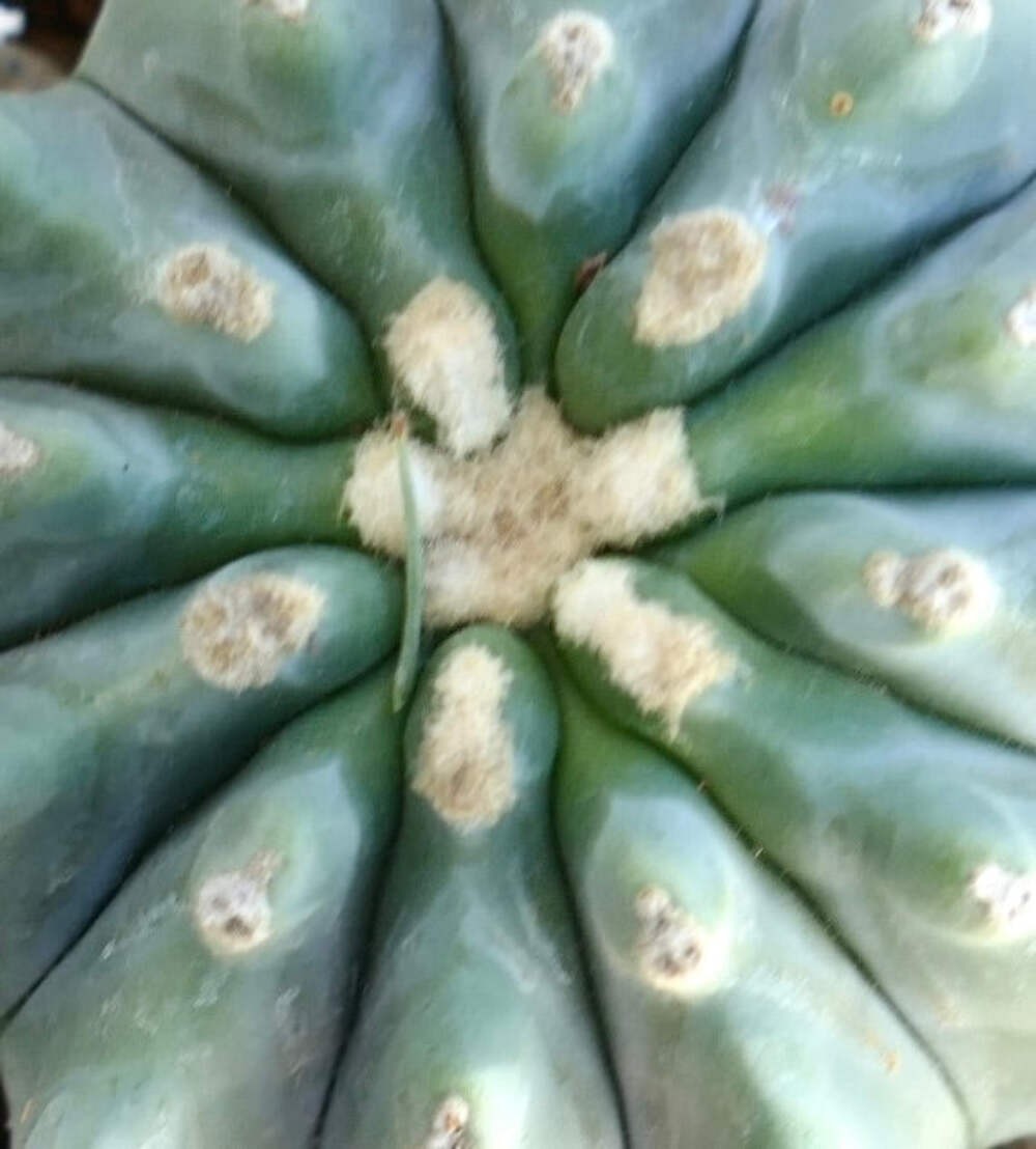 Ferocactus glaucescens cv URASAKI WW20 – Blue barrel cactus | Glaucous barrel ca