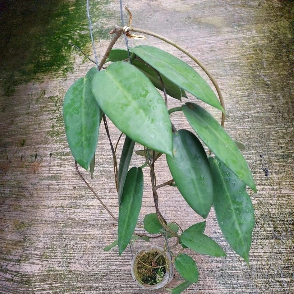 Real Picture Hoya Stenakei Pink Lush Leaves Rare Plant