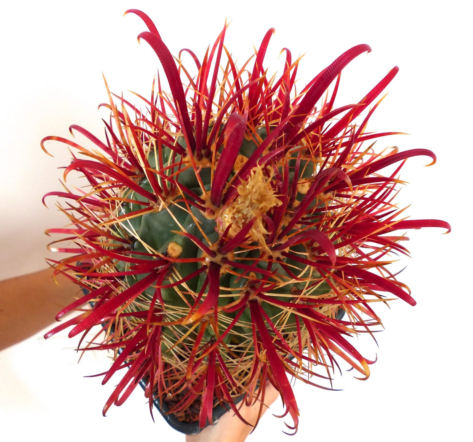 Ferocactus gracilis SEEDS – Fire Barrel Cactus
