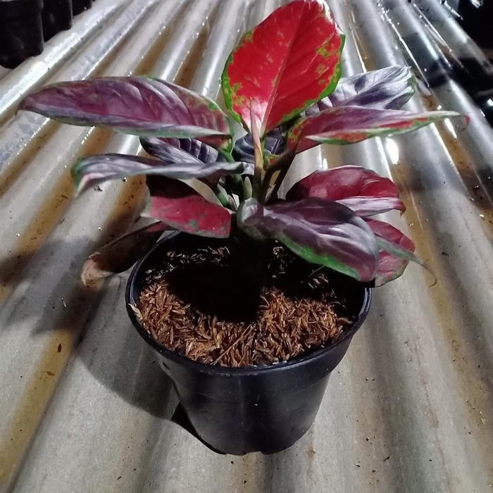 Aglaonema Black Maroon – Dark Red Maroon Foliage Live Plant Grow in Pot