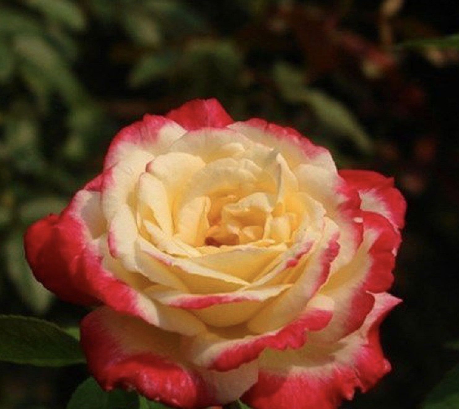 (10) CLASSIC ROSE SEEDS perennial flower garden plant bush tea USA SELLER TRACK
