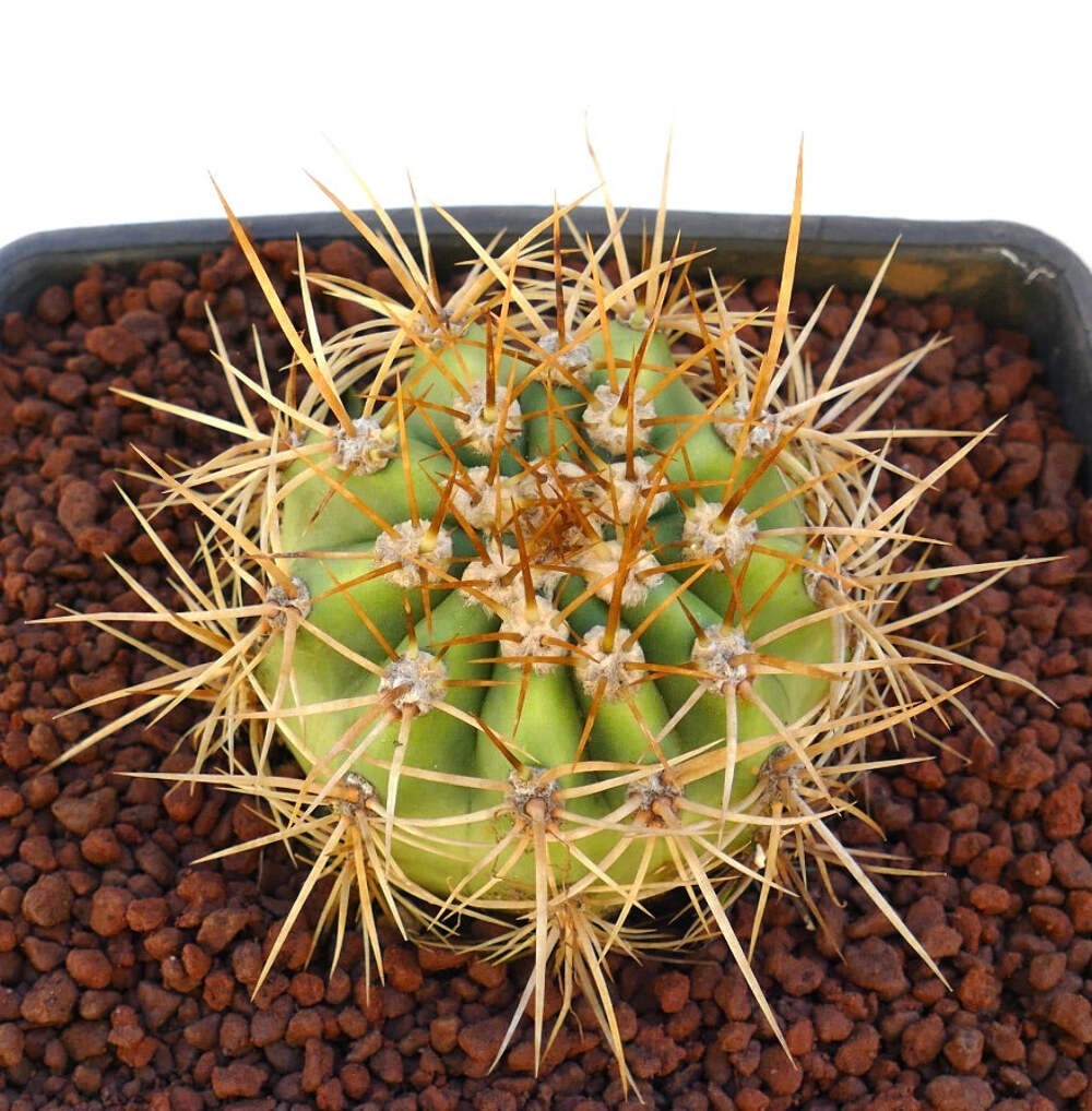 Cereus pasacana GOLDEN SPINES – Pasacana cactus | Argentine saguaro