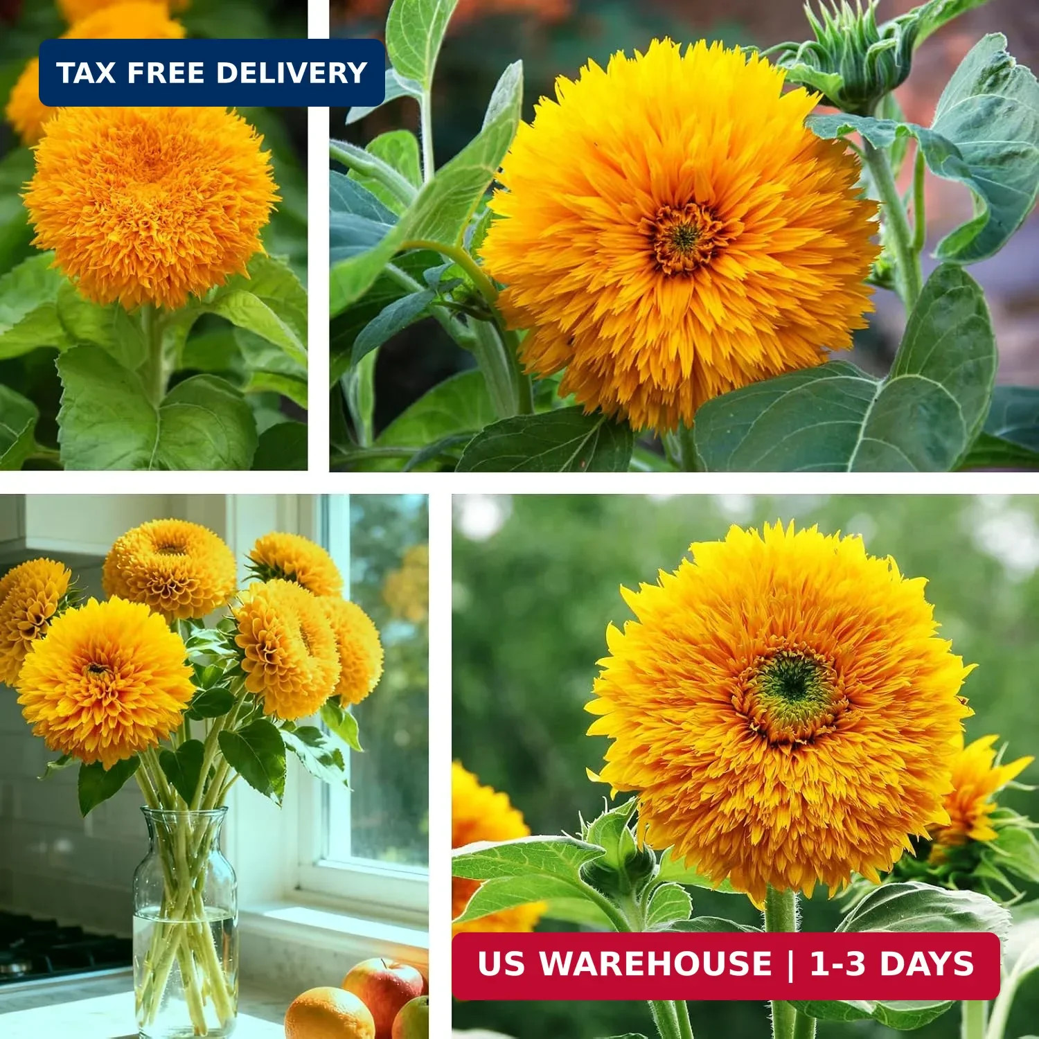 800+ Giant Teddy Bear Sunflower Seeds – Fluffy Double Yellow Petals – Extra Larg