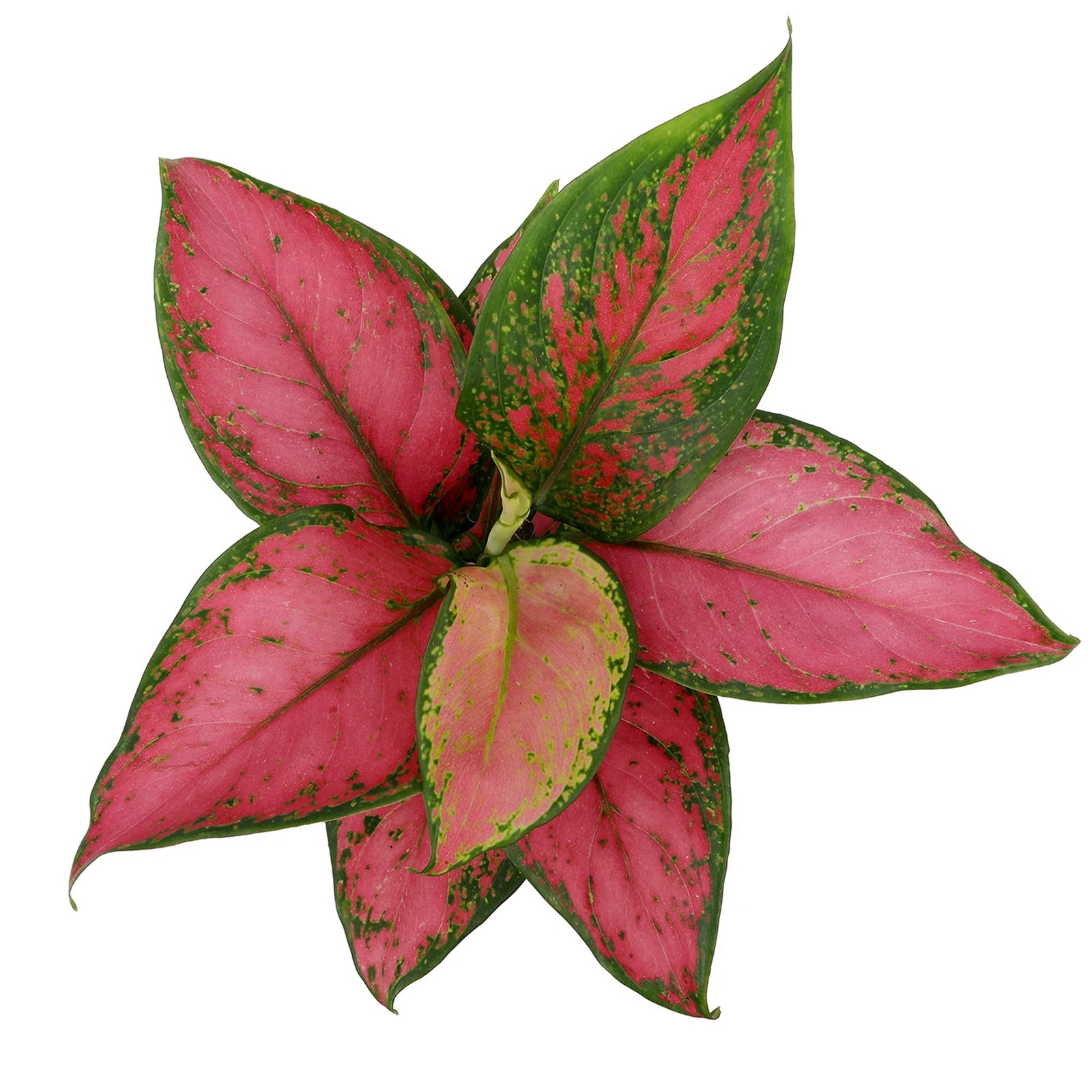Live Aglaonema Chinese Evergreen Plant ‘Beauty’, Indoor Houseplant for Home o…