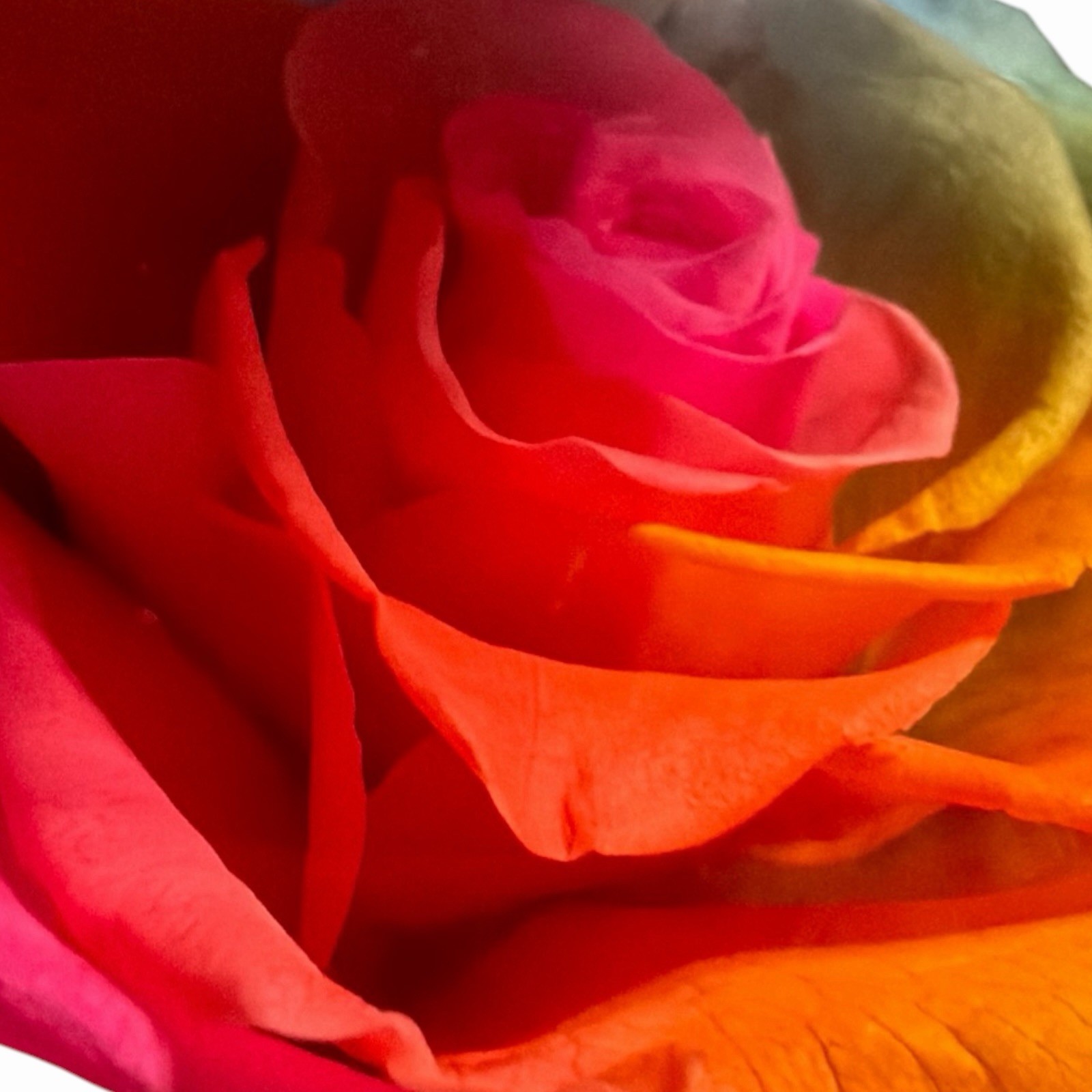 Real Preserved Rose Globe Eternal Rose Multicolor With Light Forever Flowers