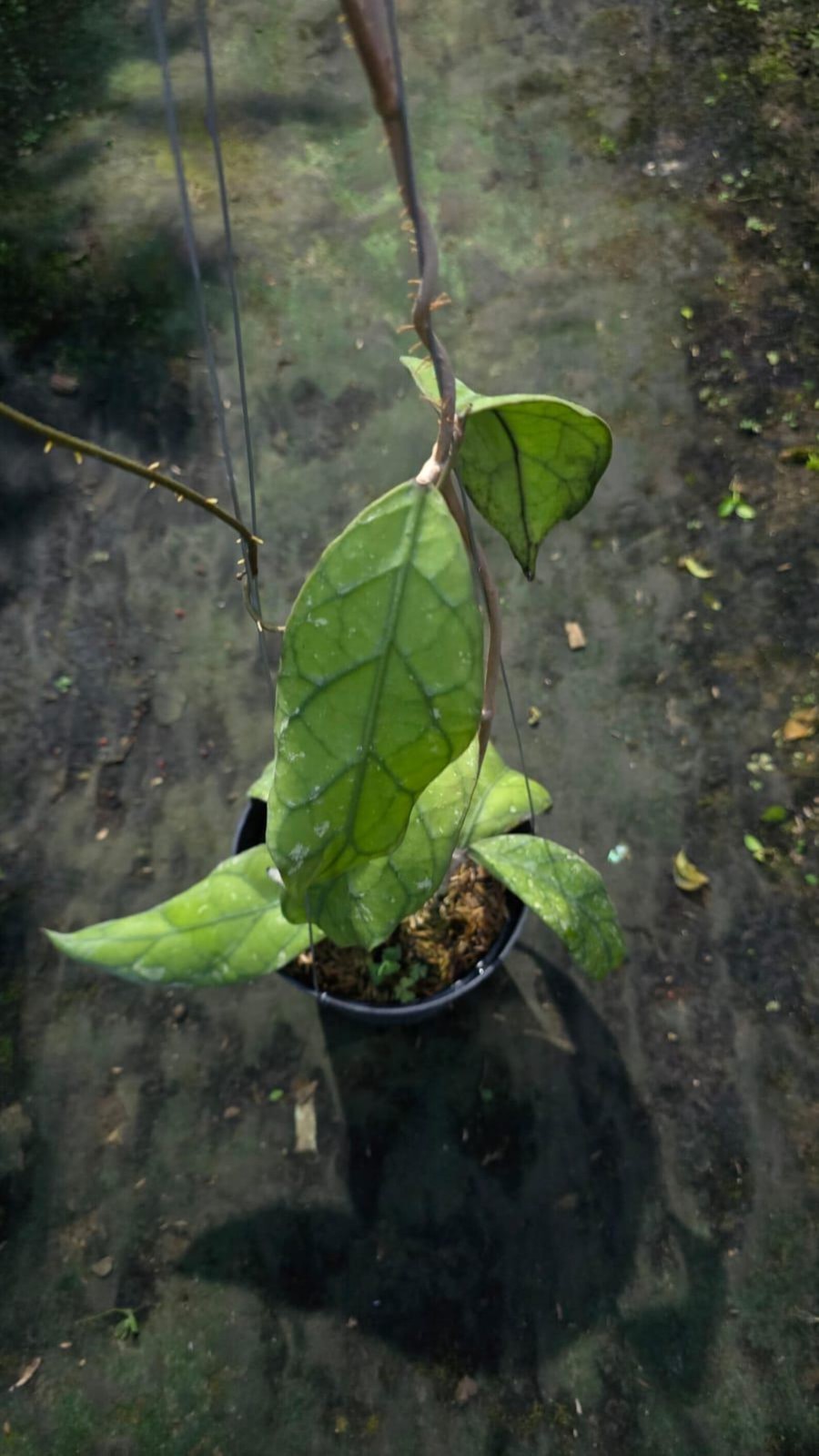 Real Picture Hoya Clemensiorum Sp Hulu Gurung