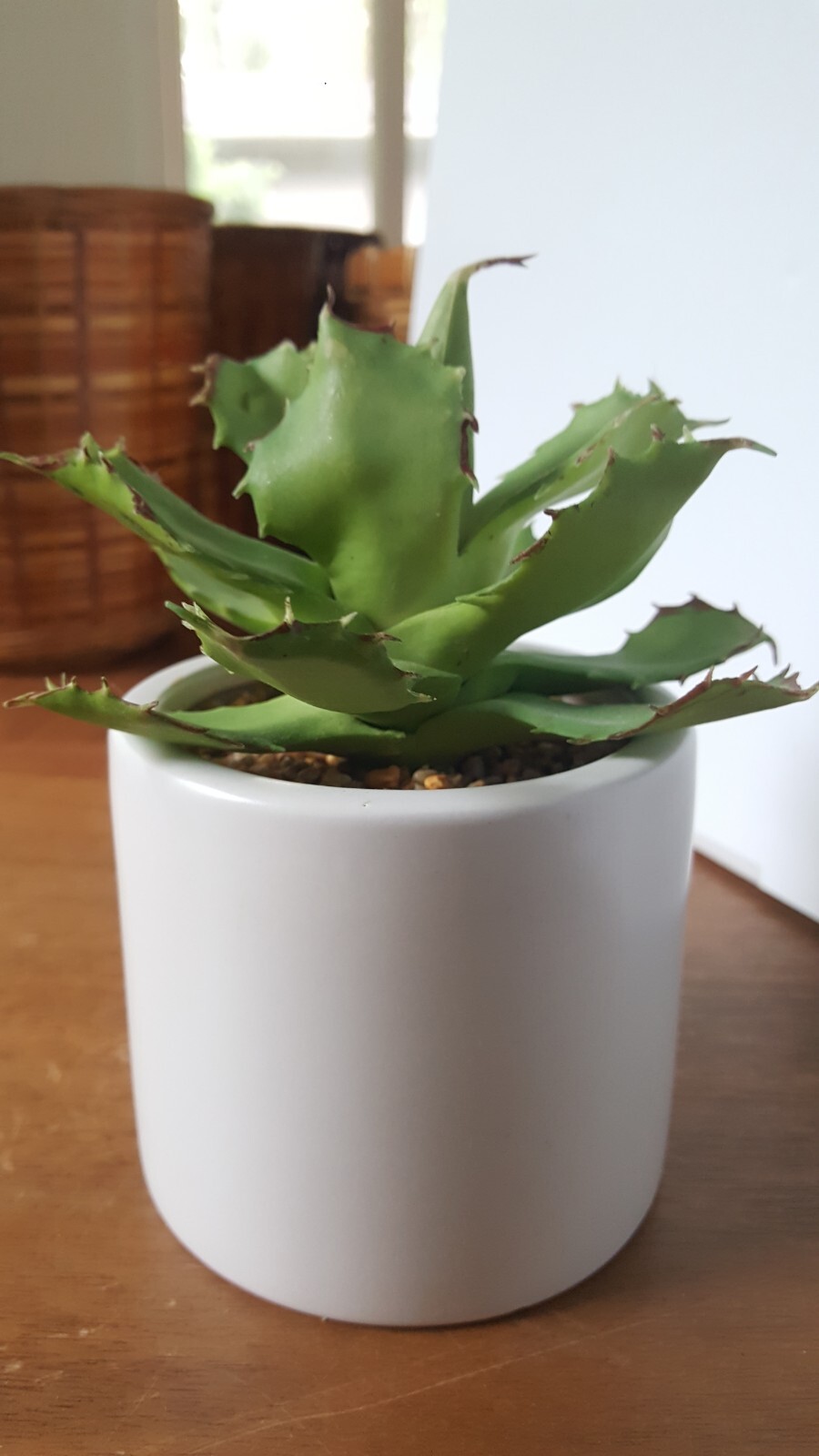 Artificial Succulant Potted Matte White Cylinder Pottery Planter