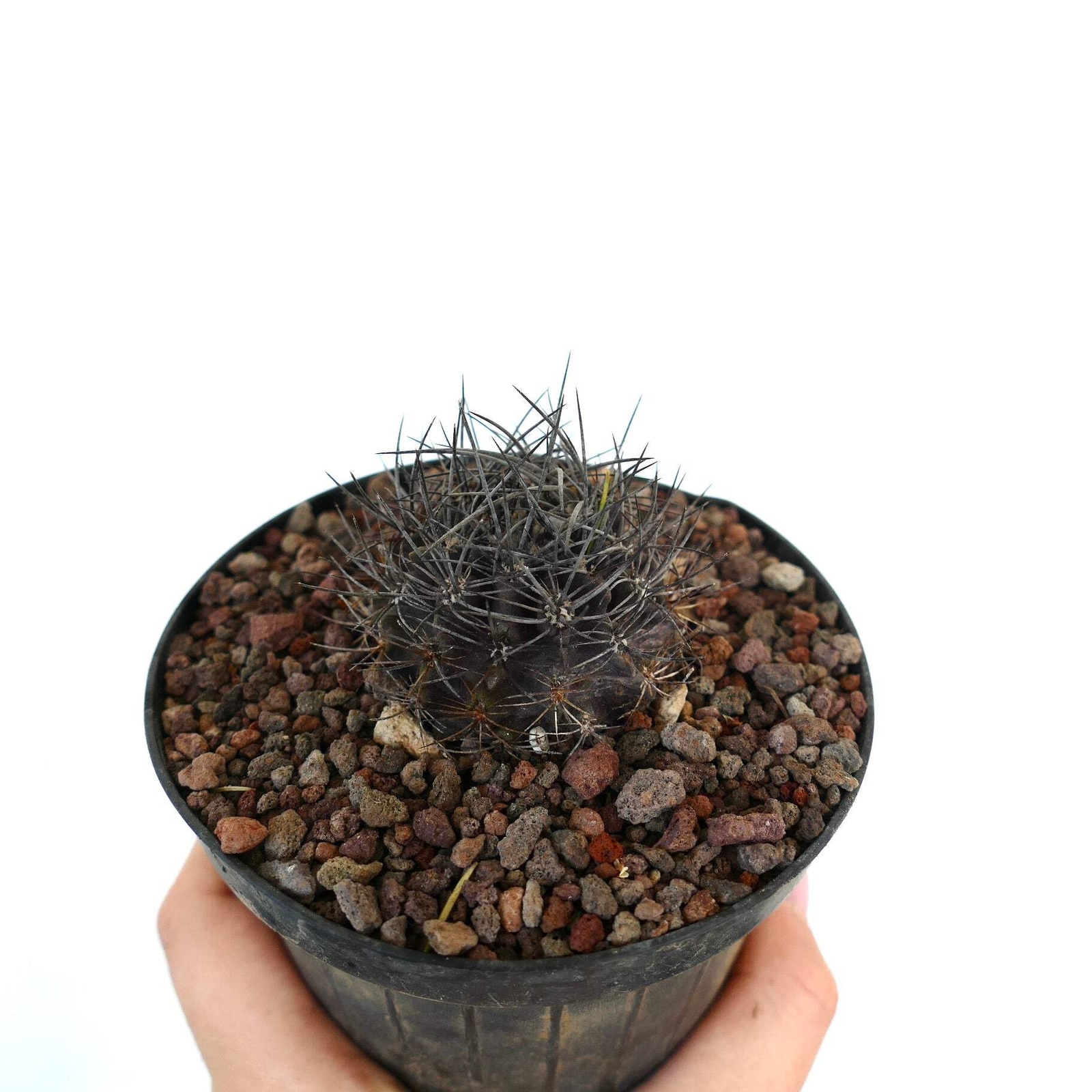Neoporteria confinis VERY SPINY – Chilean cactus | Neoporteria
