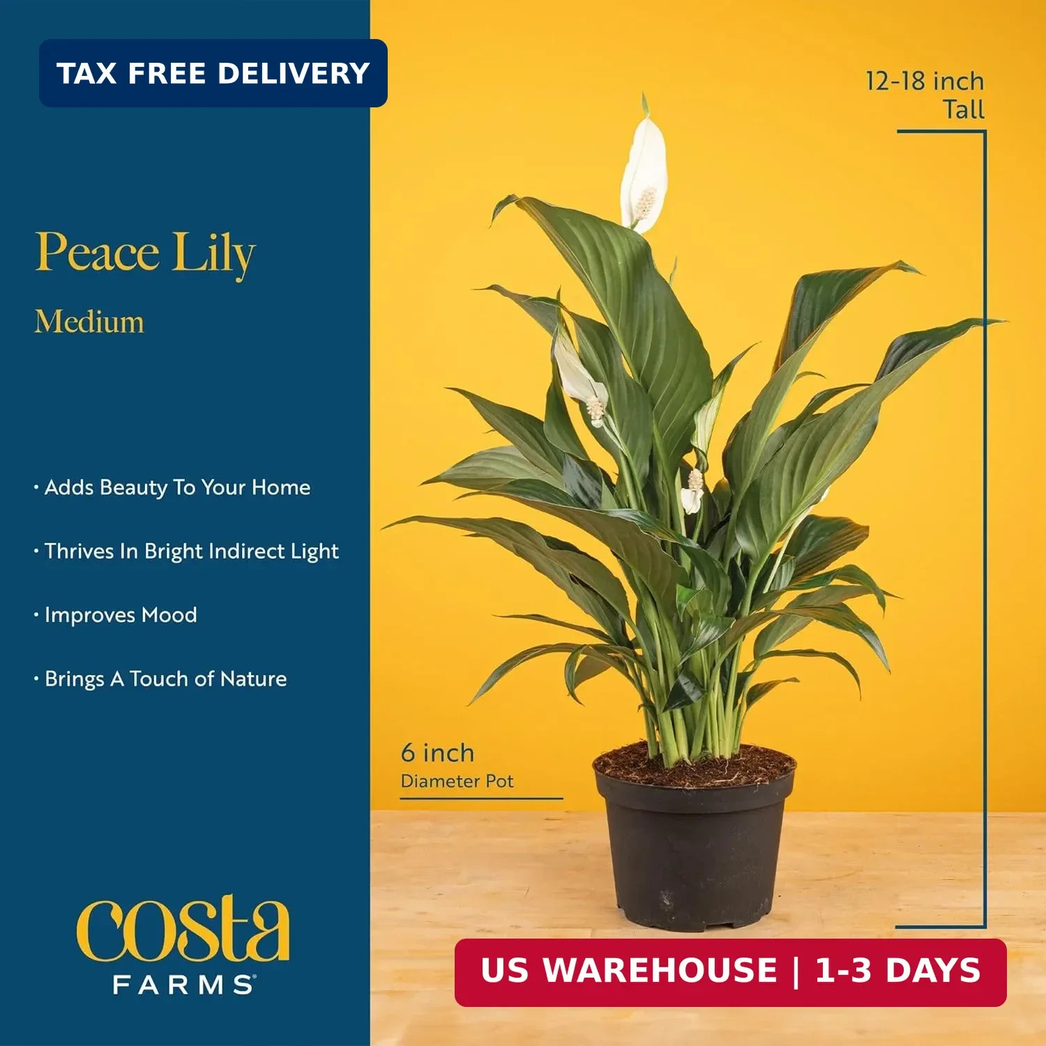 Costa Farms Peace Lily Live Plant in Decorative Pot, Air Purifying Flowering Ind