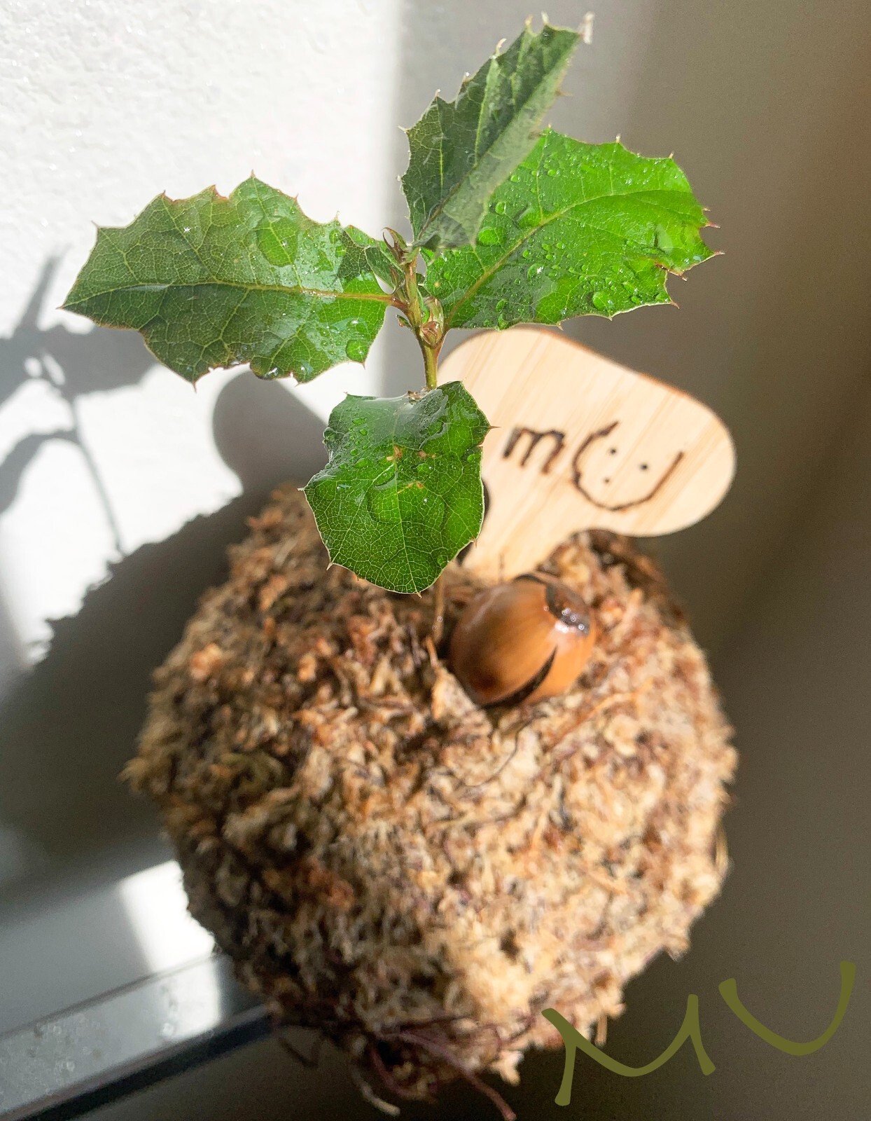 1 SMALL PALM SIZE BONSAI CALIFORNIA COASTAL LIVE OAK ACORN KOKEDAMA