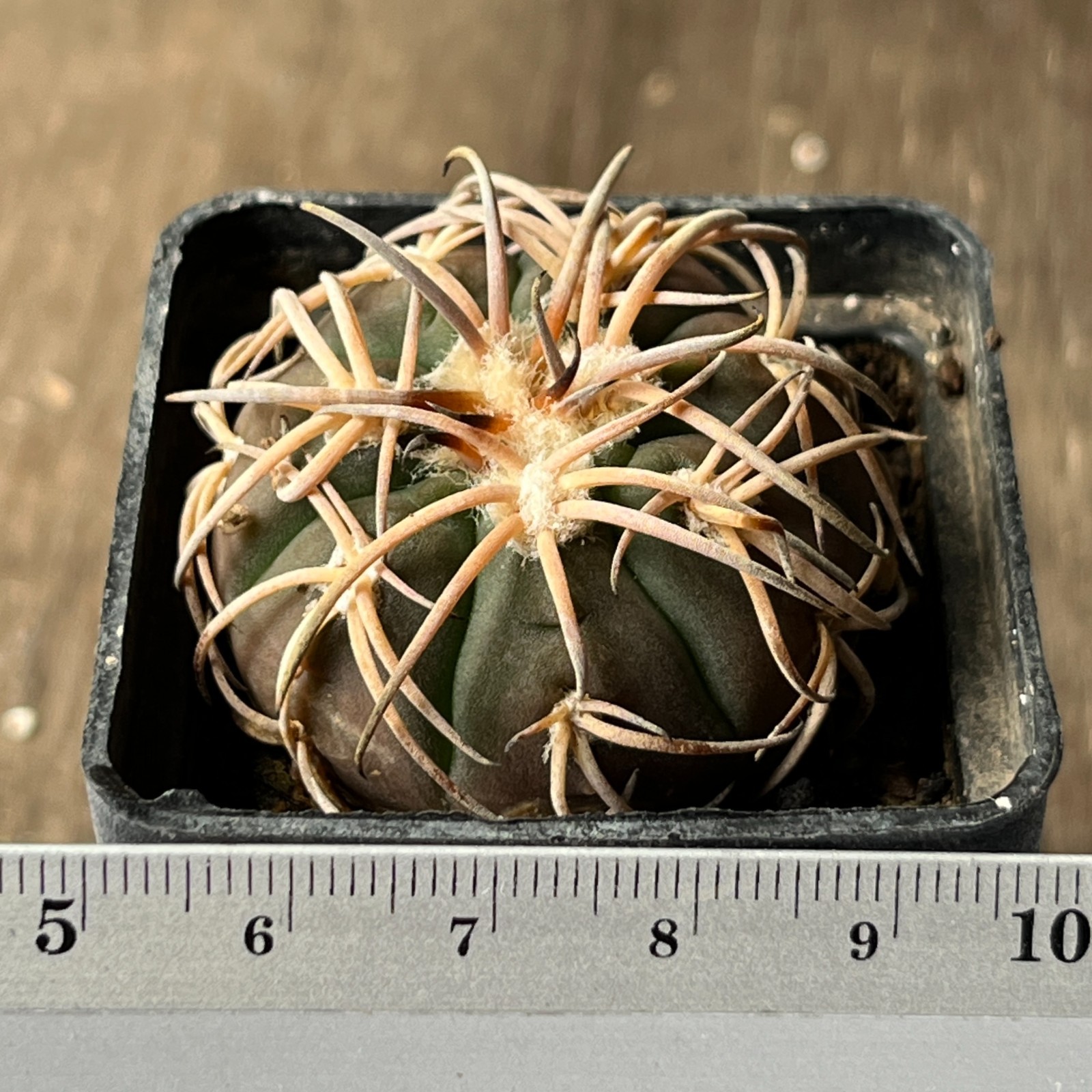 A45-492 Gymnocalycium spegazzinii, bright powerful thorns, own root