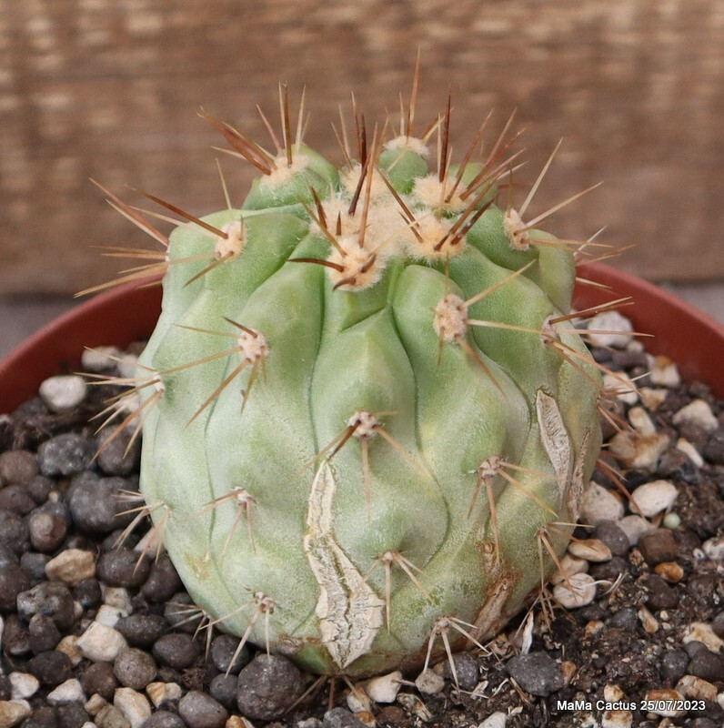 D2083 COPIAPOA HASELTONIANA GIGANTEA 15 YEARS OLD pot14-H8-W8 cm MaMa Cactus